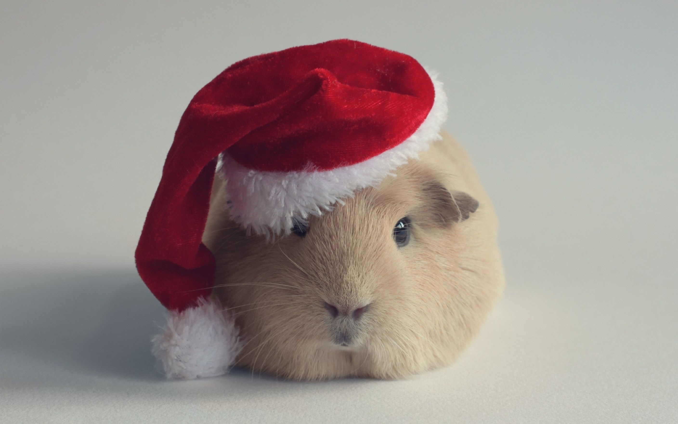 2816x1760, Hamster Christmas Computer Wallpaper 
 Data - Merry Christmas Guinea Pig - HD Wallpaper 