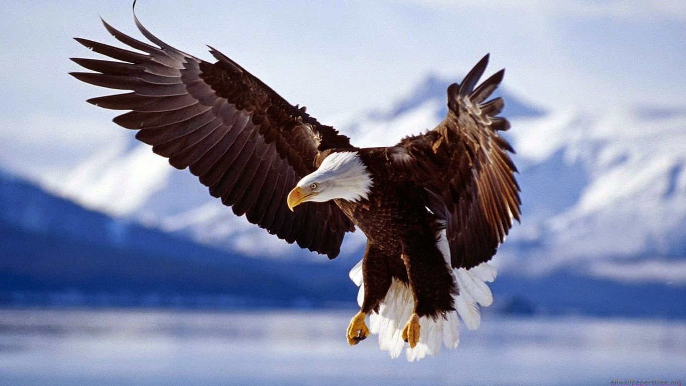 Flying High Resolution Bald Eagle - HD Wallpaper 