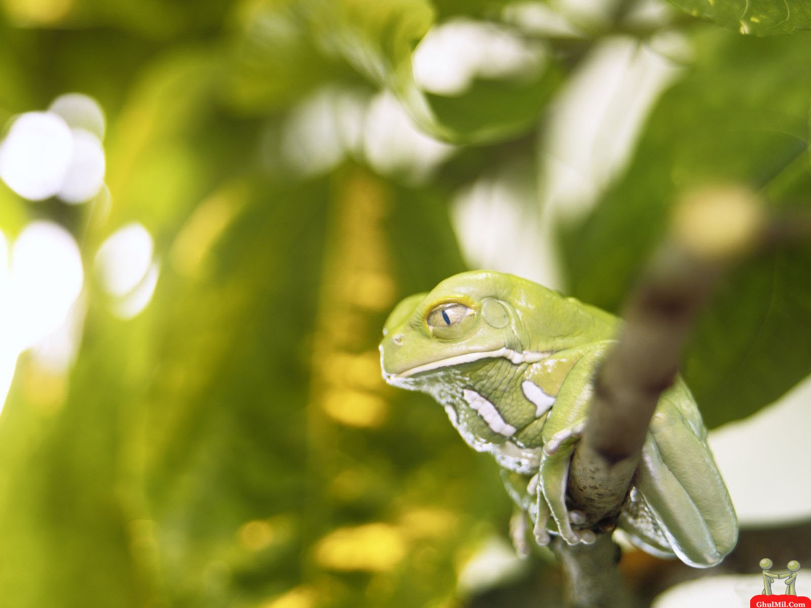 Amazing Frog On Tree Hd Wallpaper Wallpaper - Wallpaper - HD Wallpaper 