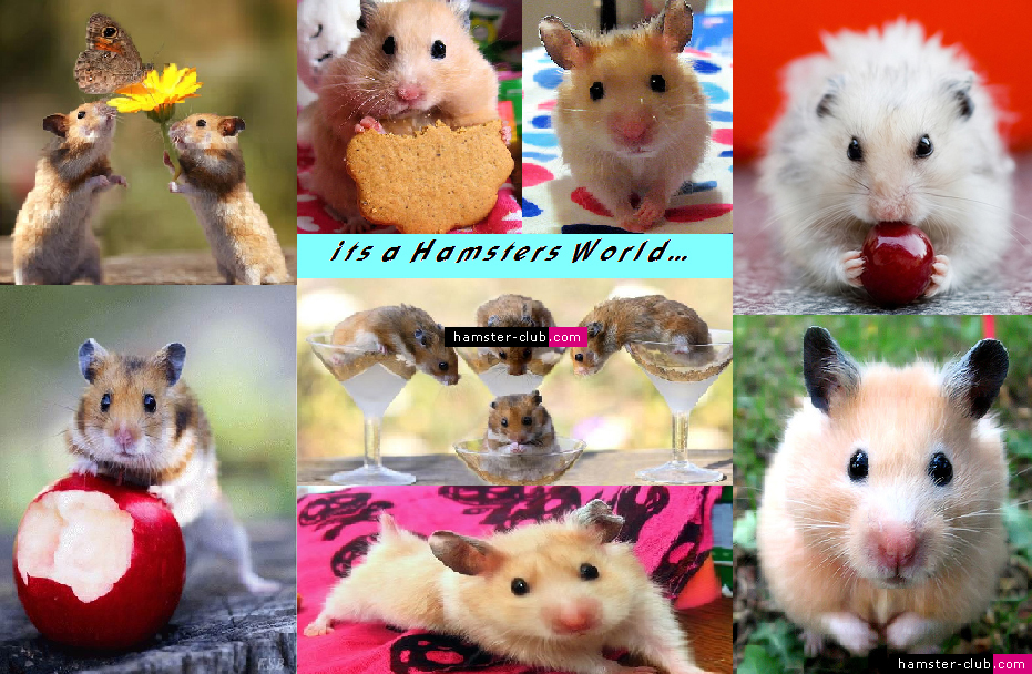 Hamster Wallpaper - Rat - HD Wallpaper 