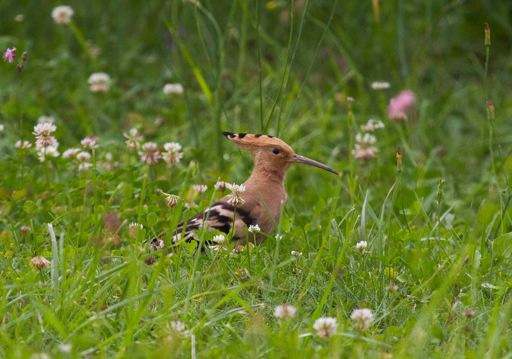 Coraciiformes - HD Wallpaper 