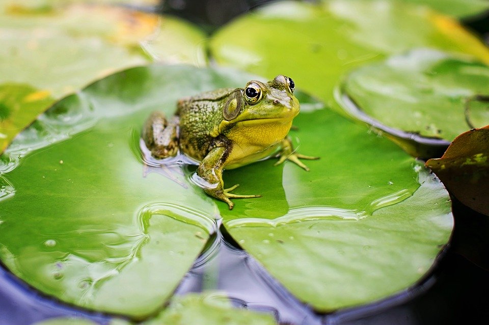 Real Frog On Lily Pad - HD Wallpaper 