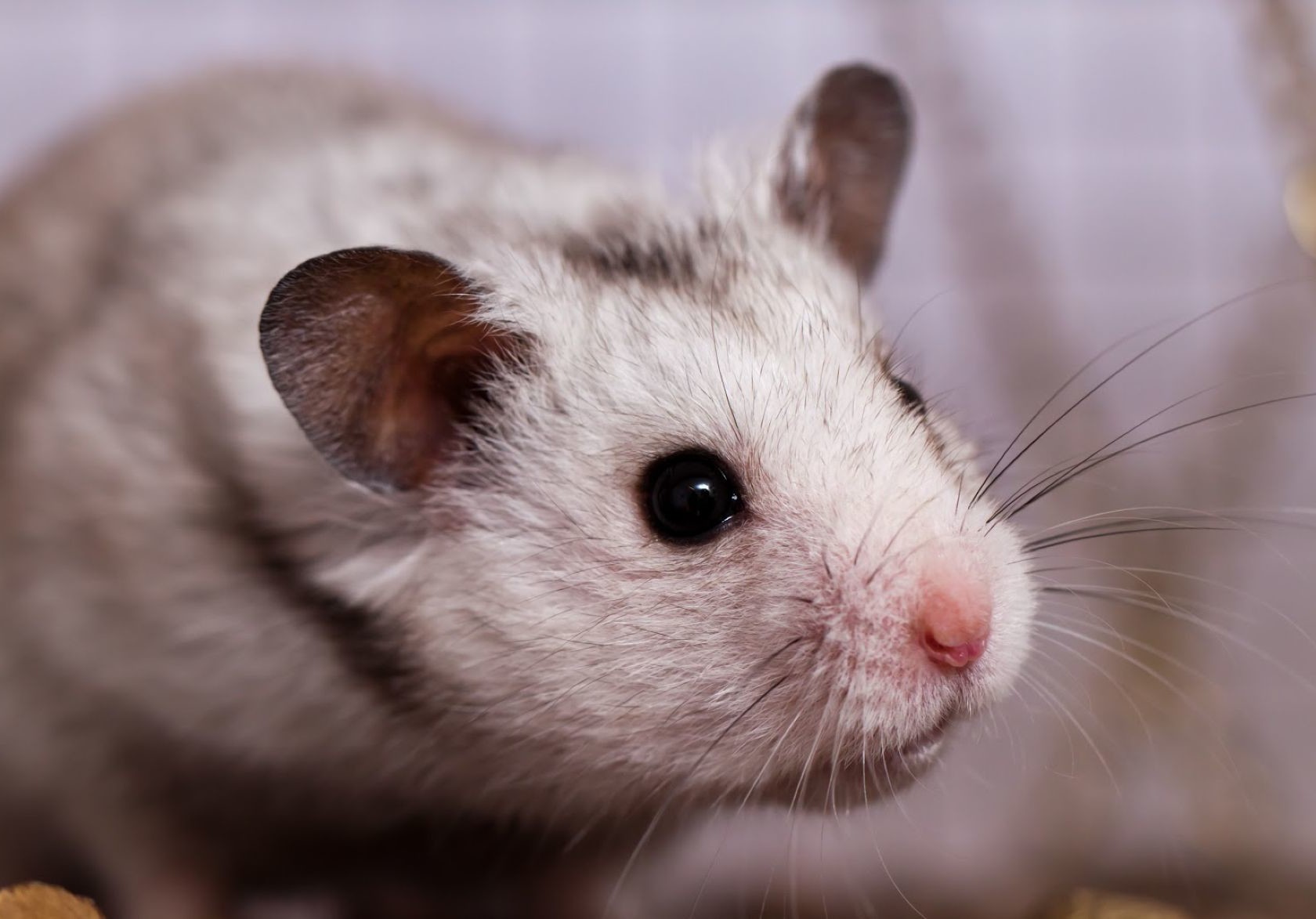 Hamster - HD Wallpaper 