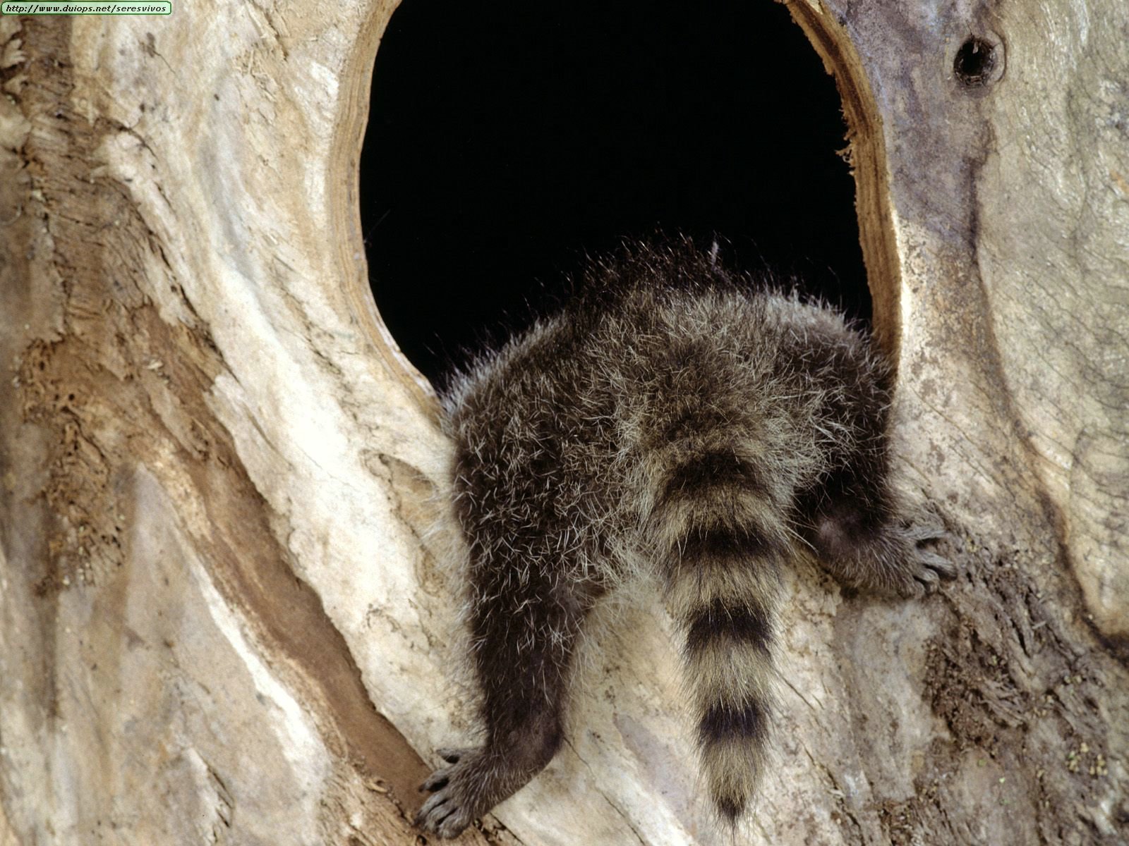 Curiosity - HD Wallpaper 