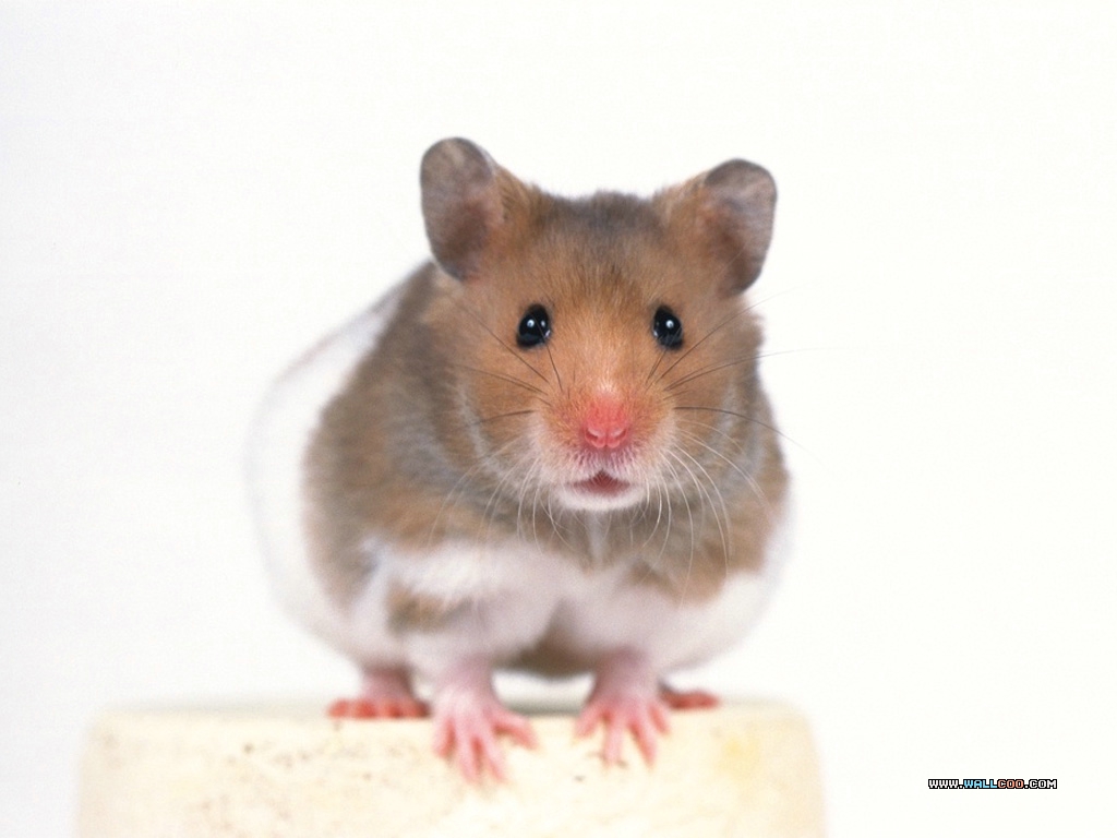 Loveable Little Creatures - Hrcak Slike - HD Wallpaper 