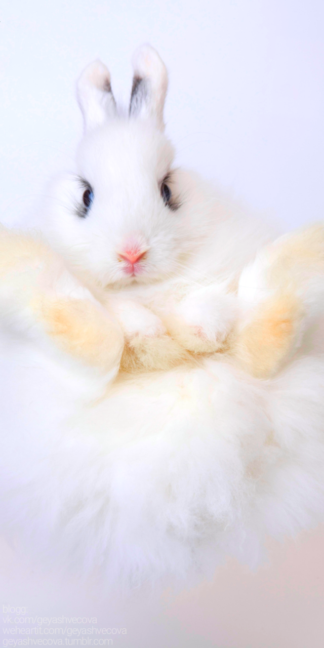 Animals, Baby, And Background Image - Beautiful Wall Paper For Animals - HD Wallpaper 