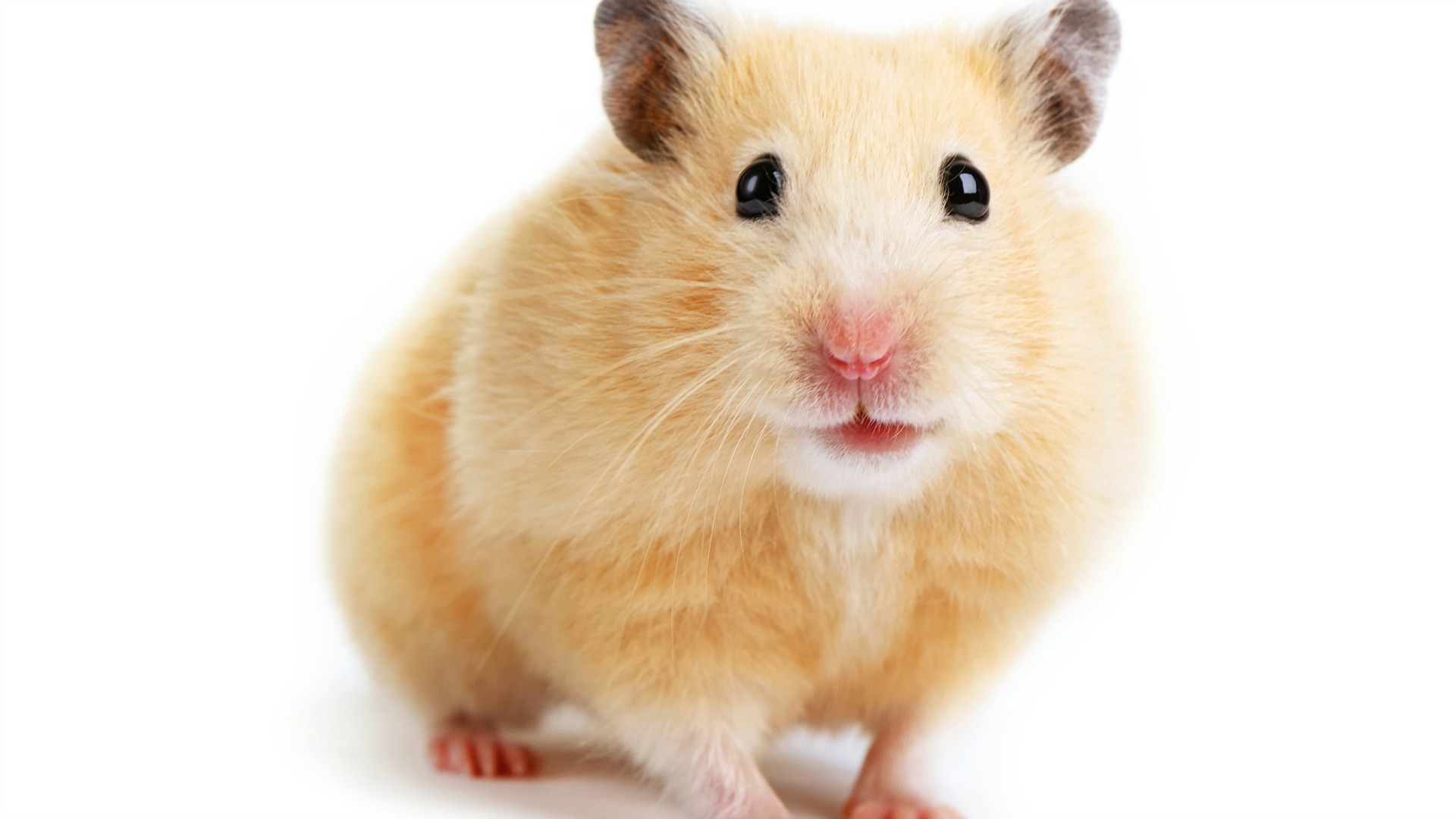 Hamster Pics, Animal Collection - Hamster Sticker - HD Wallpaper 