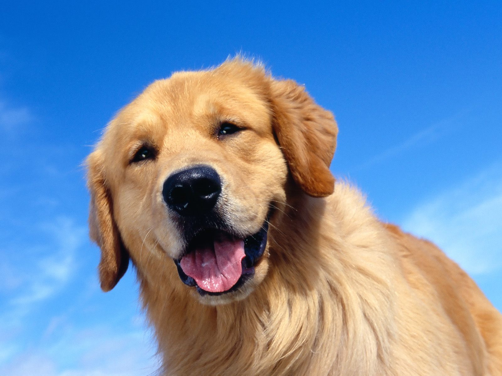 Golden Retriever Wallpapers - Dog Wallpaper Golden Retriever - HD Wallpaper 