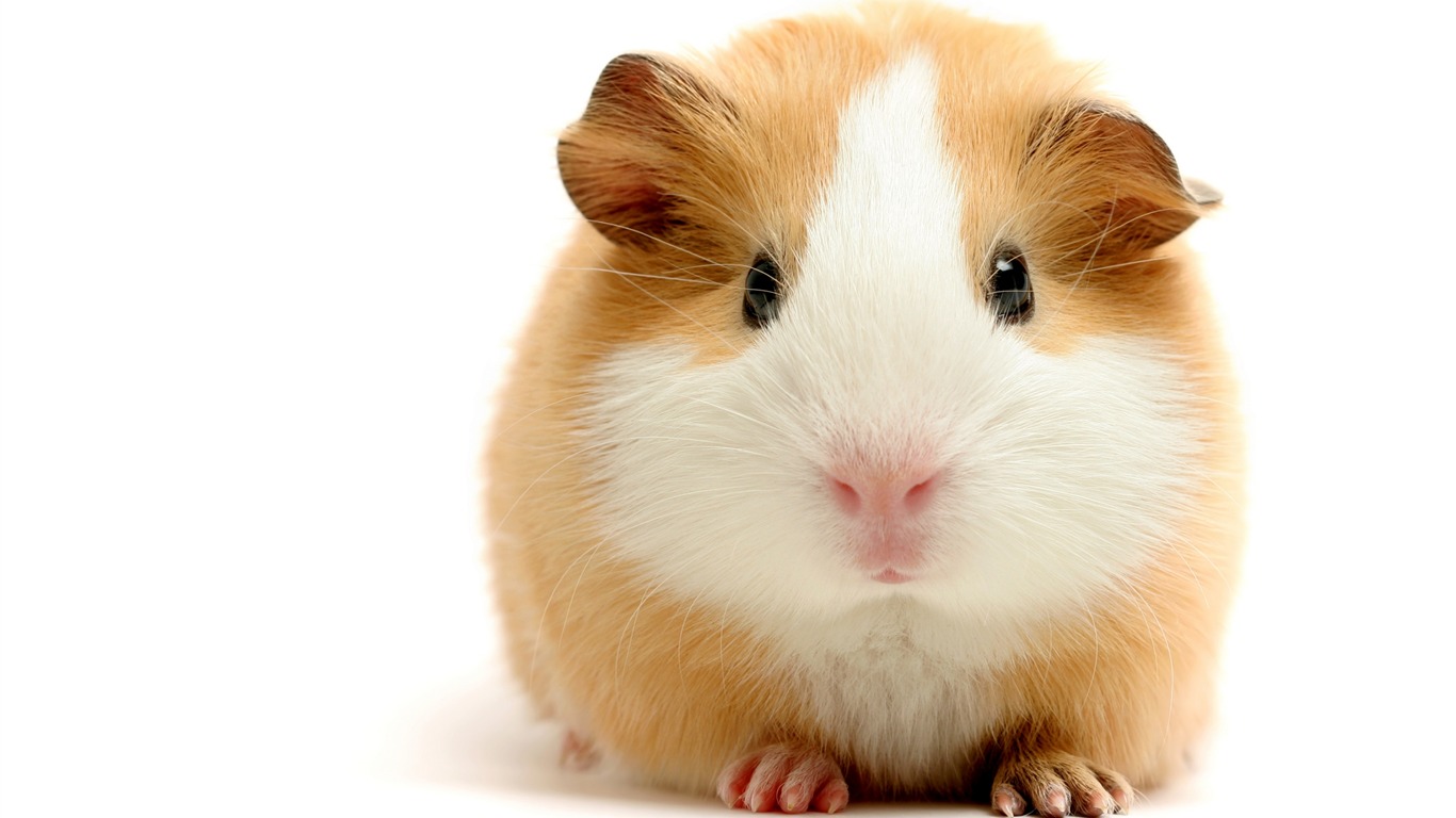Hamster Guinea-animal Hd Wallpaper2015 - Guinea Pig Smiling With Teeth - HD Wallpaper 