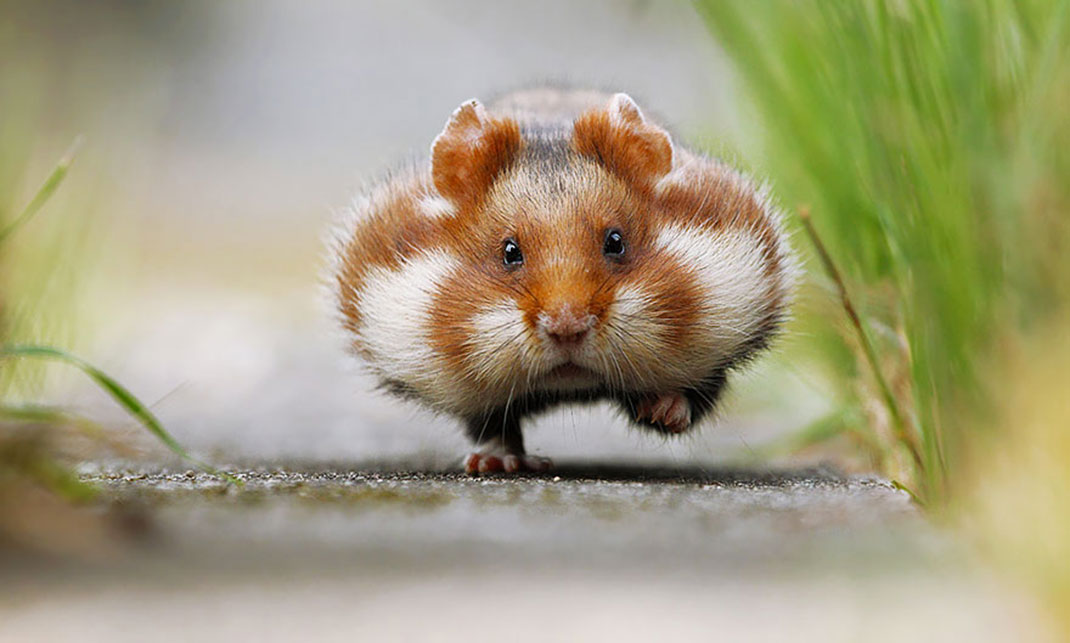 Hamster Backgrounds, Compatible - Hamster With Chubby Cheeks - HD Wallpaper 