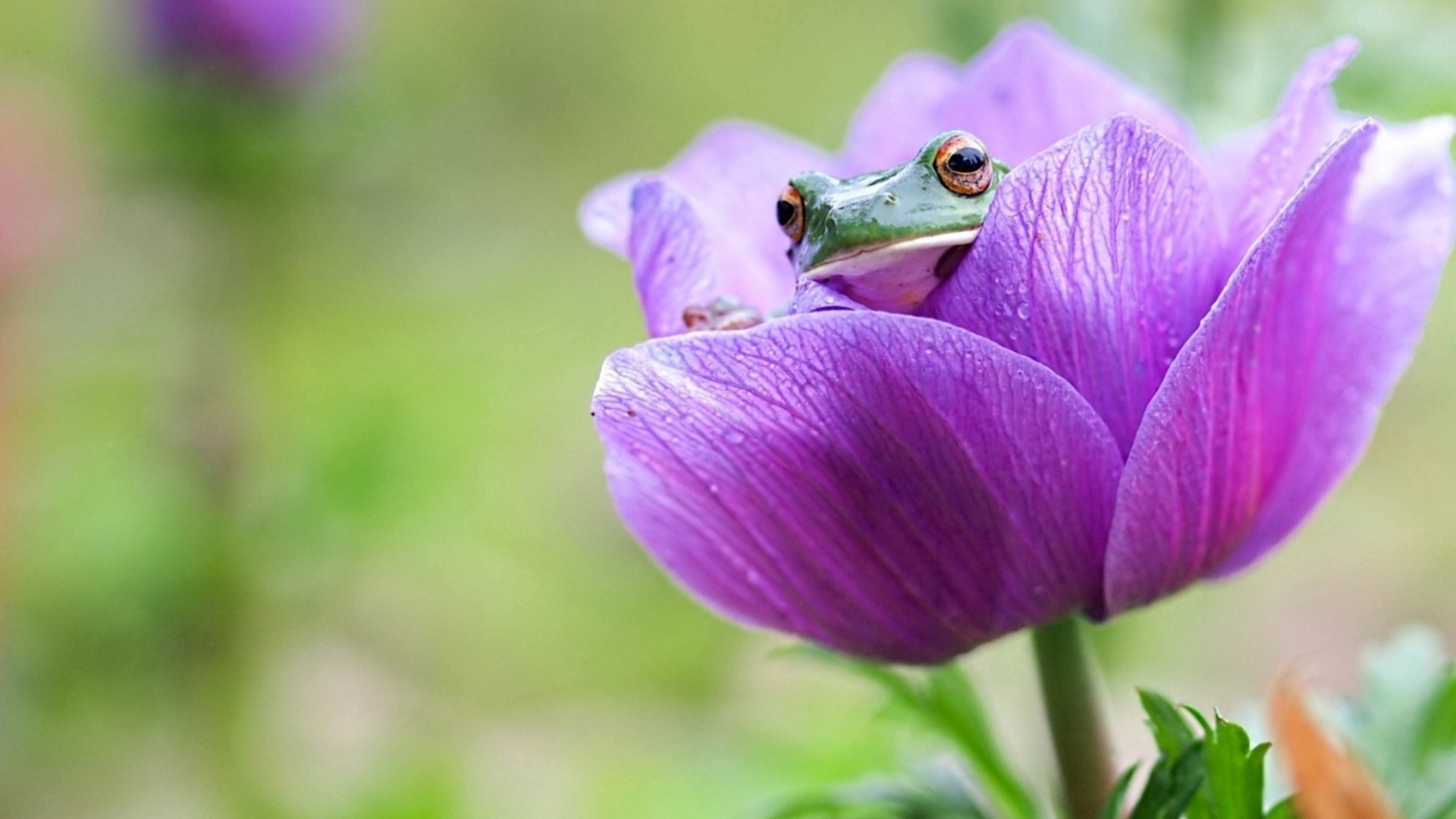 Frog Flower - HD Wallpaper 
