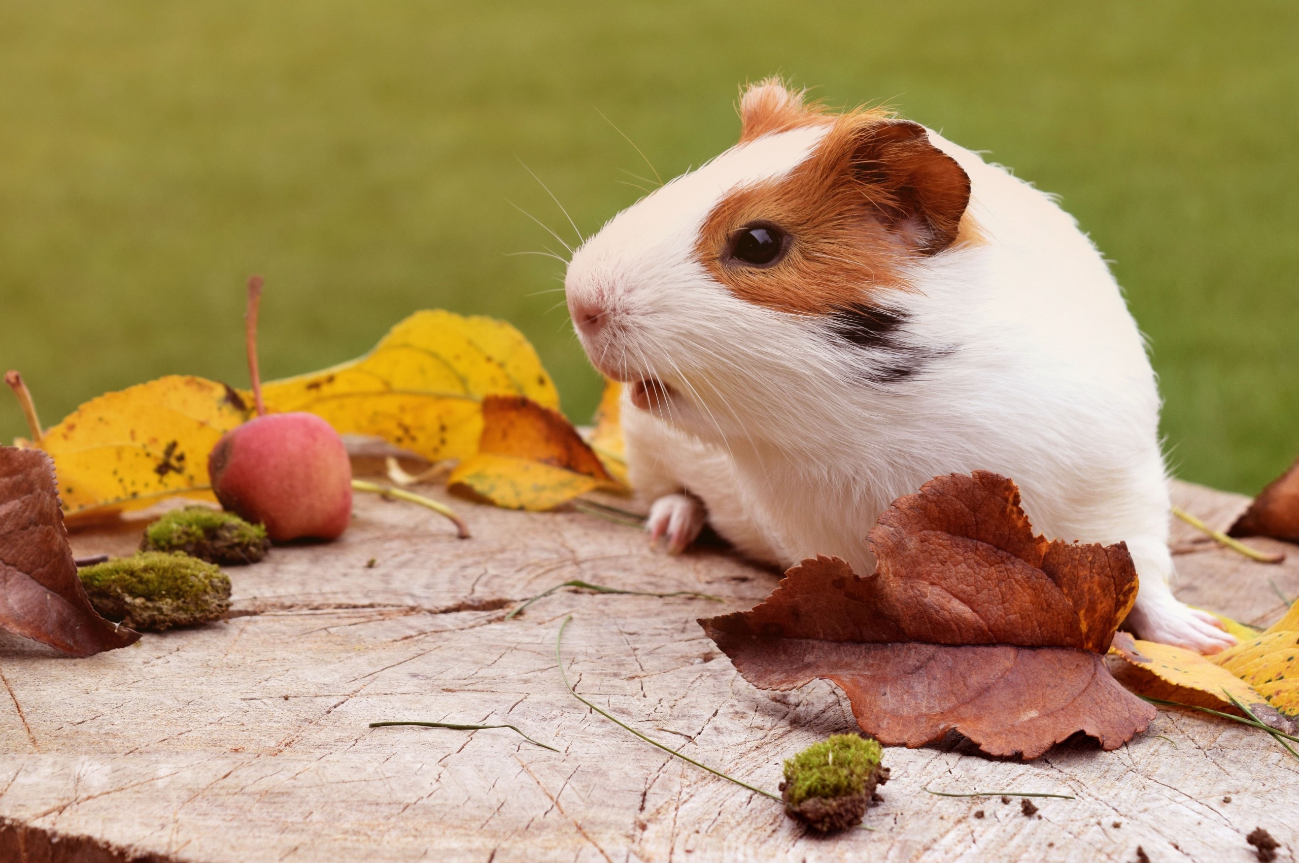 Guinea Pig, Wood, Leaves, Fall, White, Cute, Rodent - Autumn Animals - HD Wallpaper 