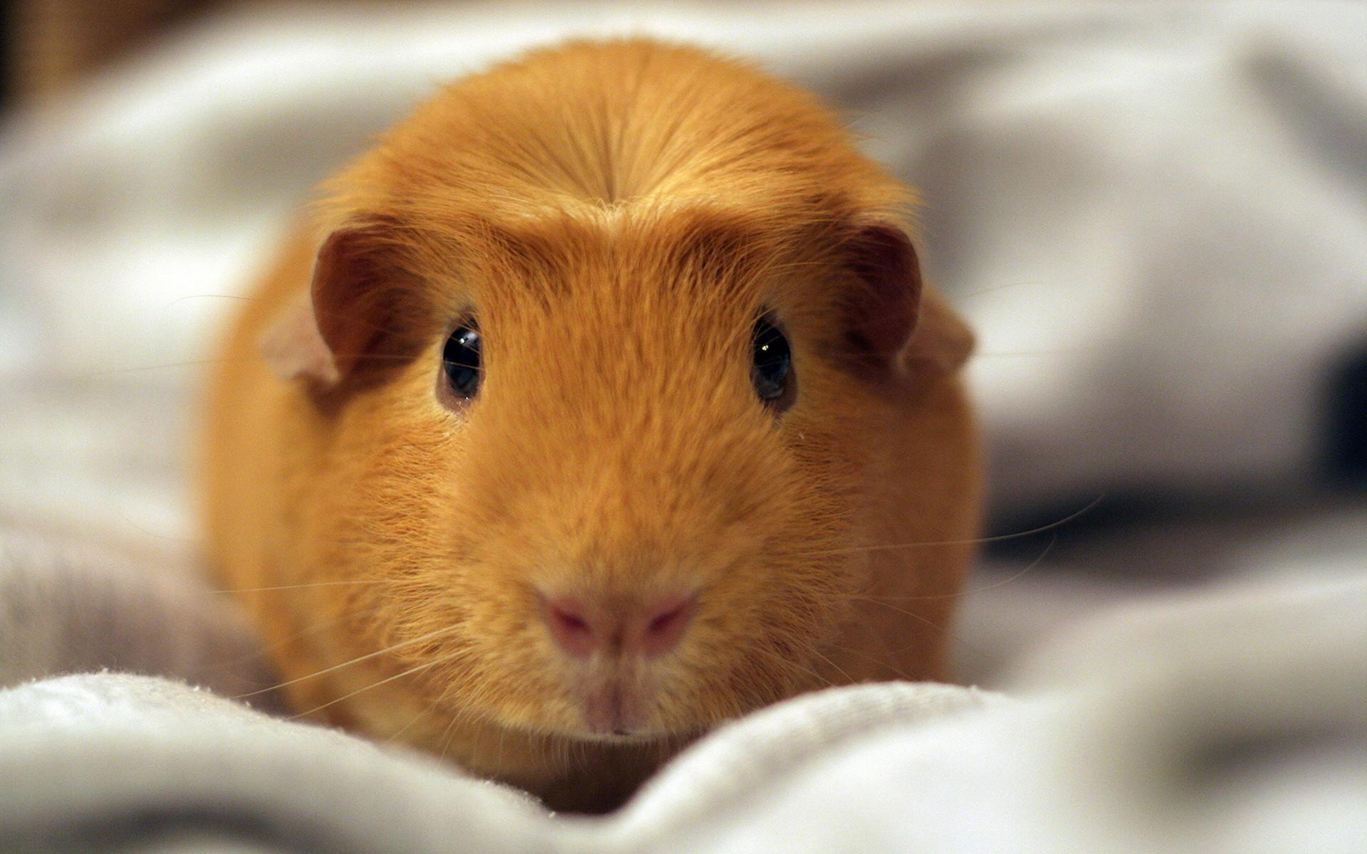 Hamster - HD Wallpaper 