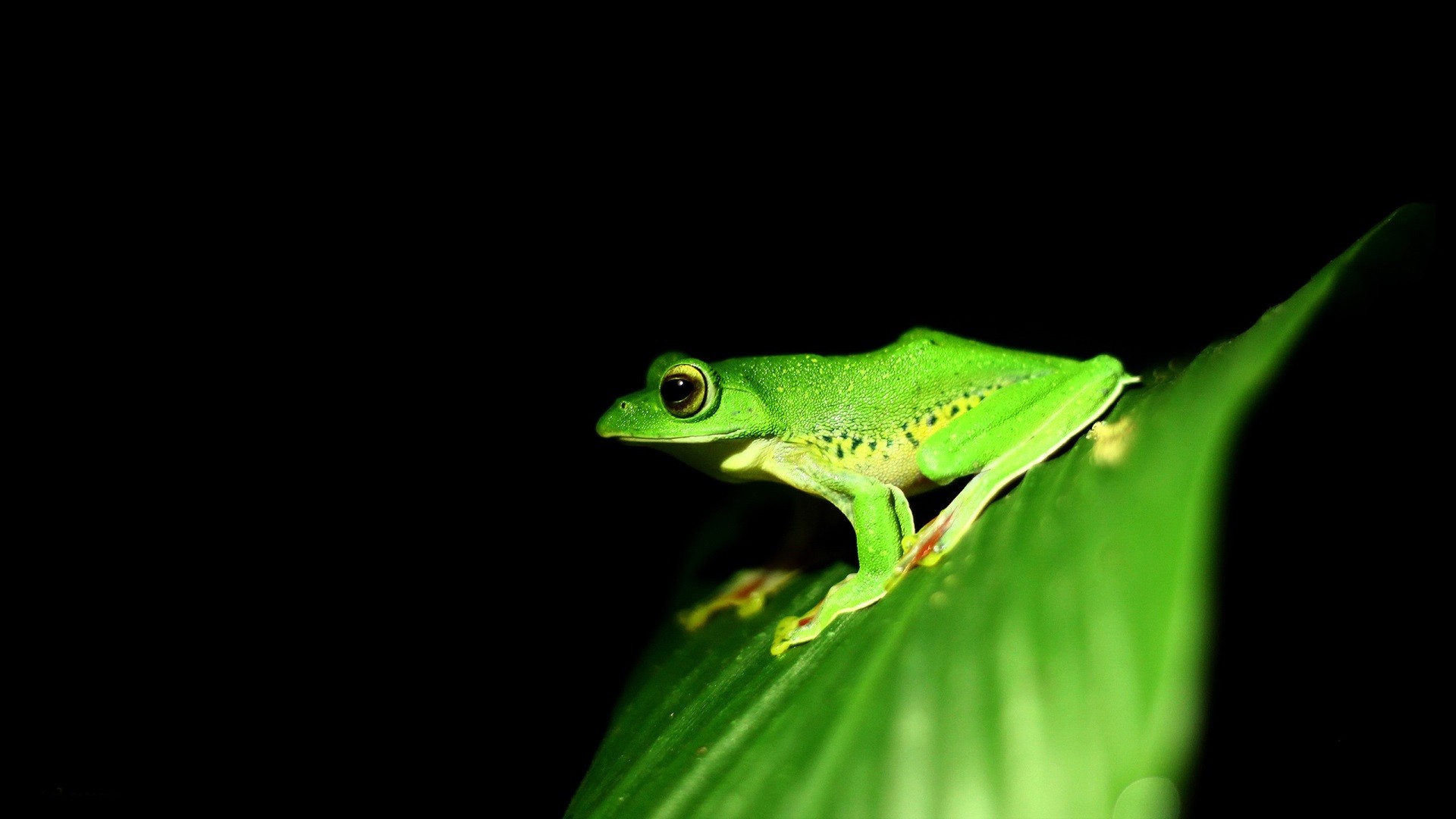 Frogs Wallpaper Cute Little Frogs Wallpaper - Amoled Frog - HD Wallpaper 
