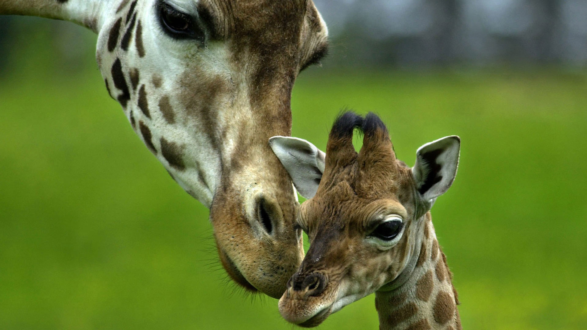 1920x1080, 
 Data Id 68538 
 Data Src /walls/full/2/a/8/68538 - Baby Giraffes In Africa - HD Wallpaper 