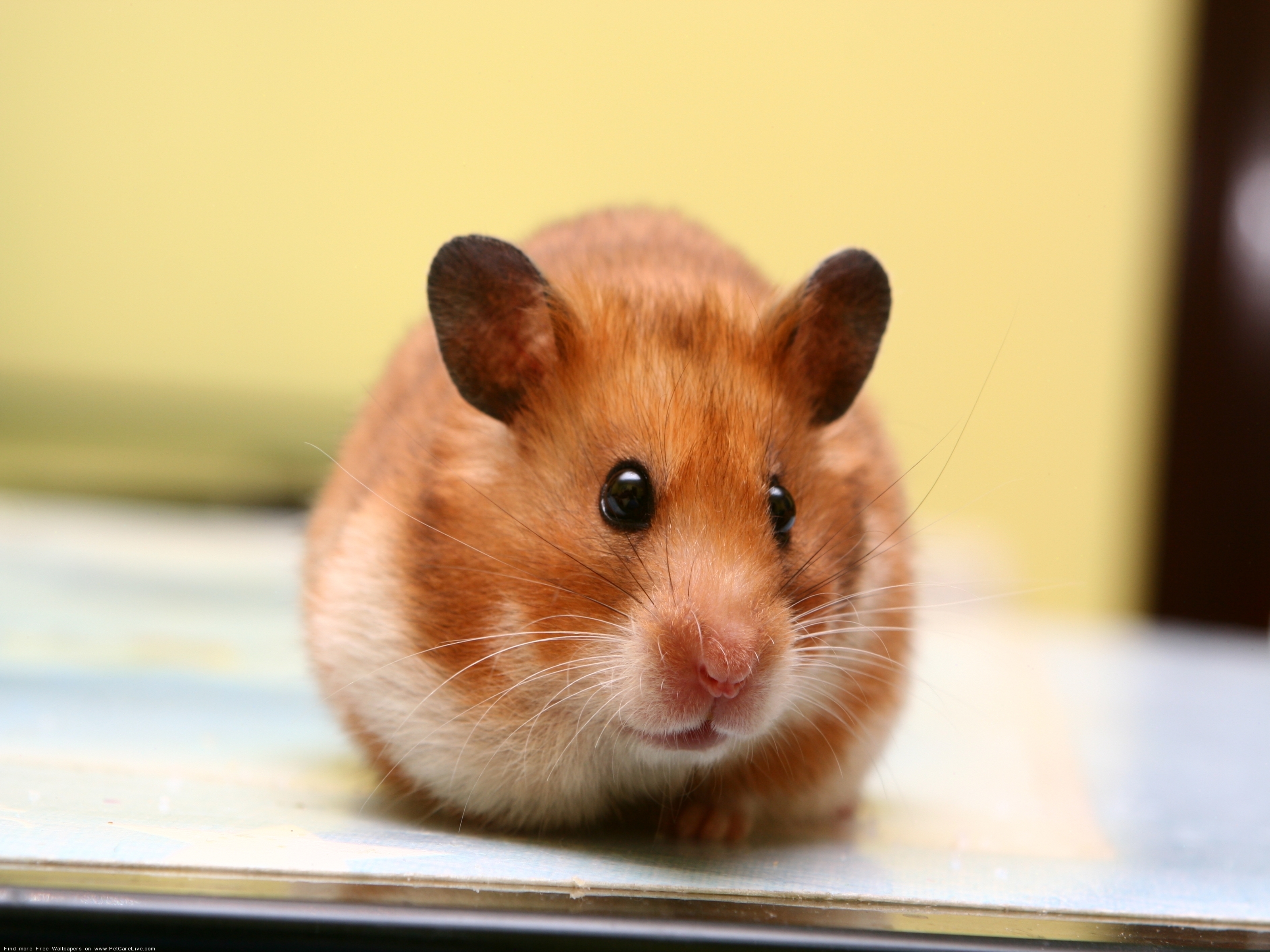Hamster 1080p Full Hd - Mouse Hd - HD Wallpaper 