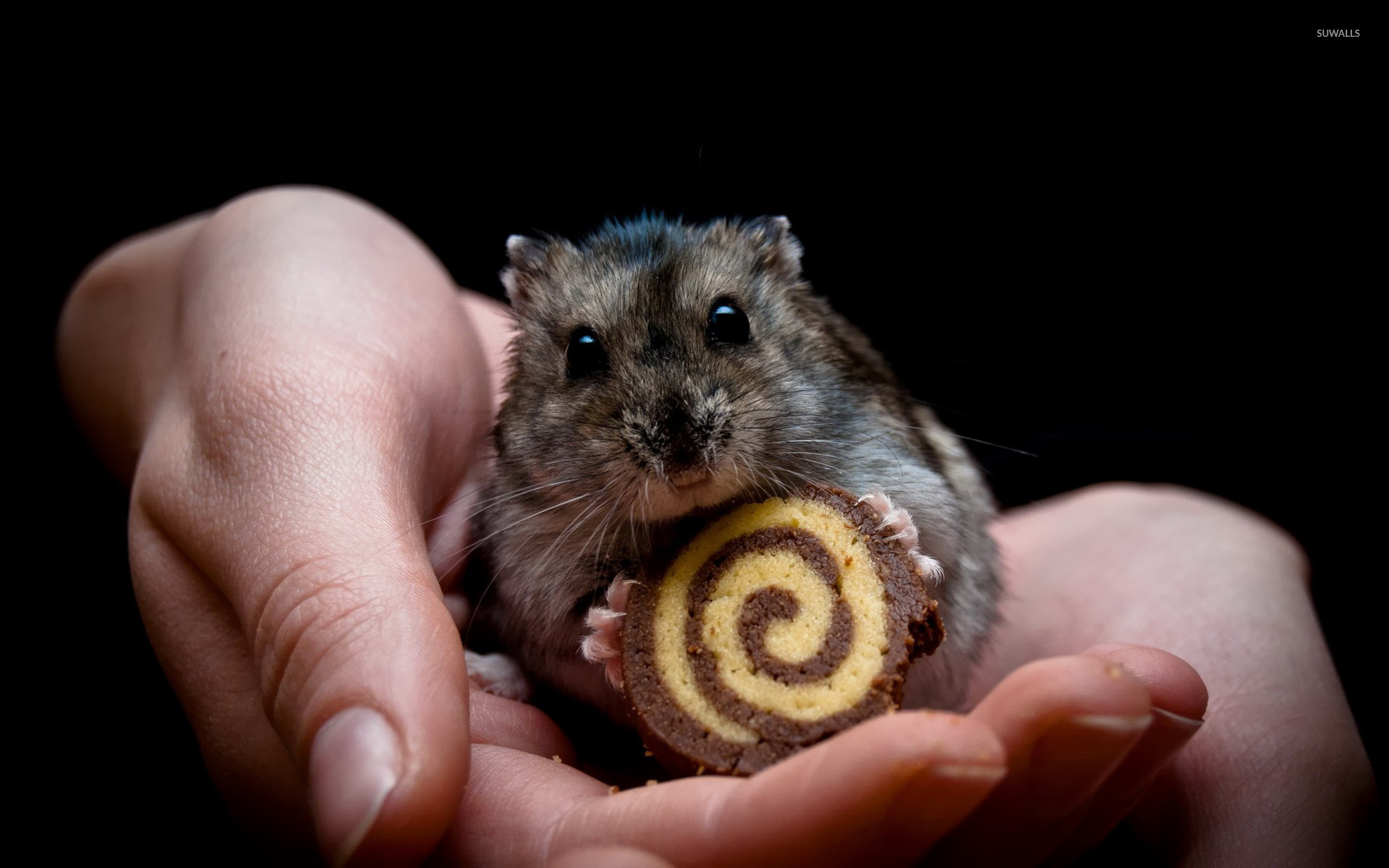 Hamster Eating Cookie - HD Wallpaper 