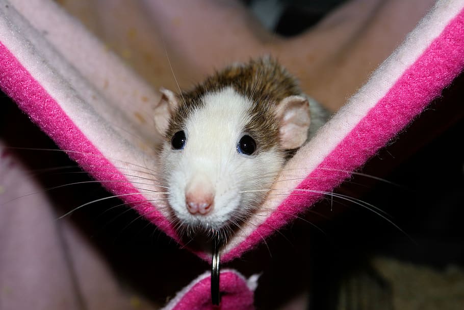 Rat, Female, Color Rat, Hammock, Rodent, Pet, Cute, - Rat - HD Wallpaper 