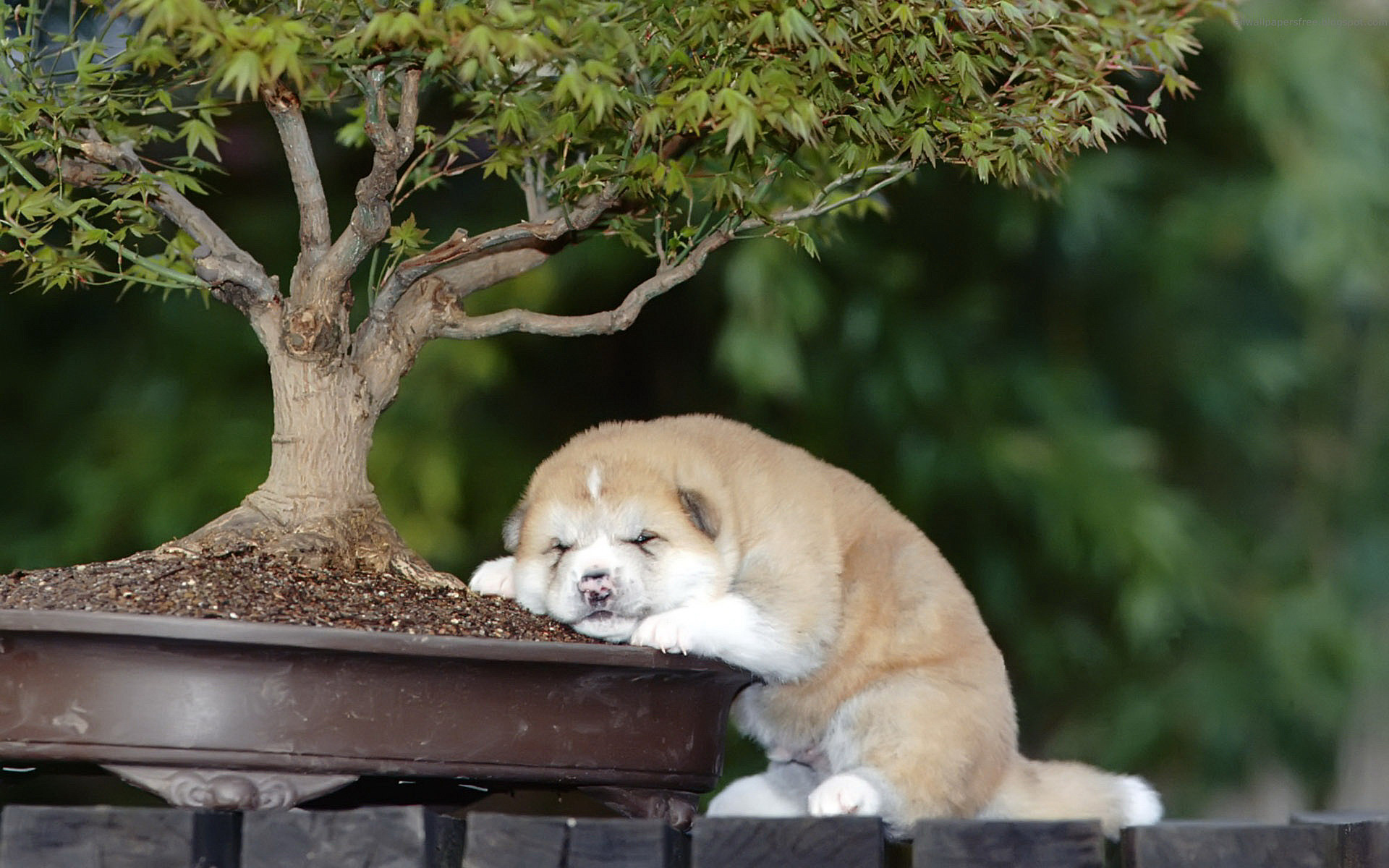 Feng Shui Lucky Dog - HD Wallpaper 