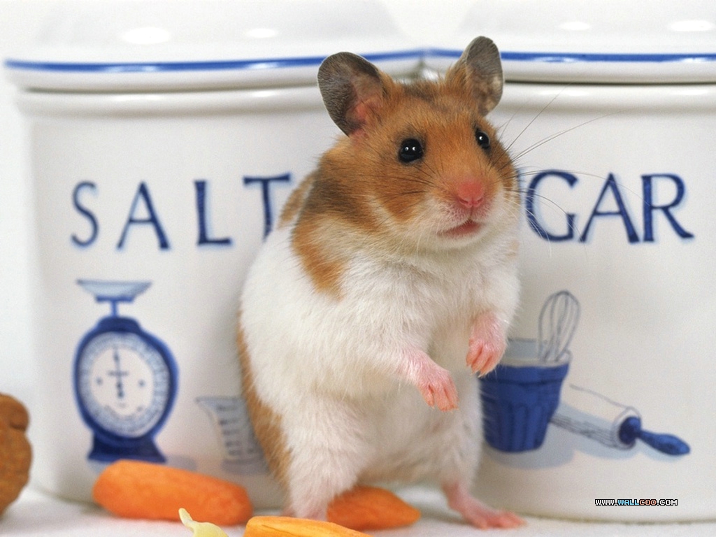 Funny Hamster Wallpaper Android Apps On Google Play - Hamster Standing Up - HD Wallpaper 