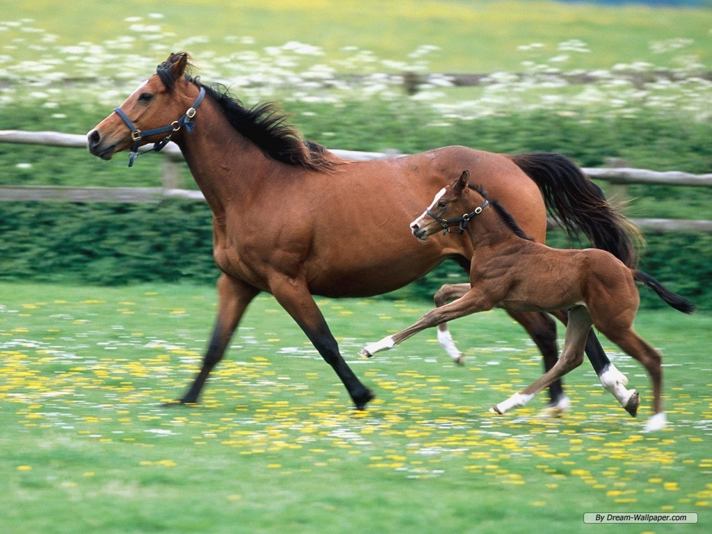 Free Animal Wallpaper - Baby Horse And Mom - HD Wallpaper 
