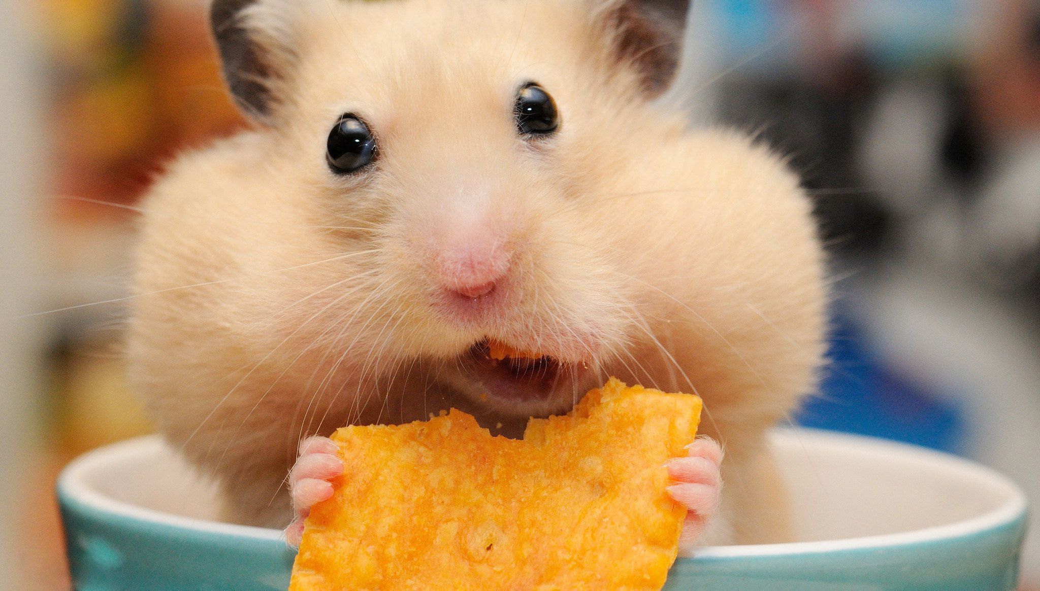 Hamster Hd - HD Wallpaper 