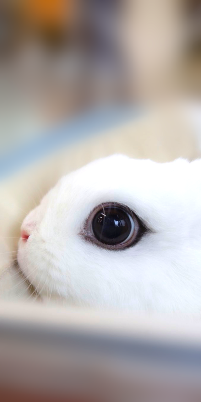 Animals, Baby, And Background Image - Close-up - 640x1280 Wallpaper - Animals, Baby, And Background Image - Close-up - 640x1280 Wallpaper -