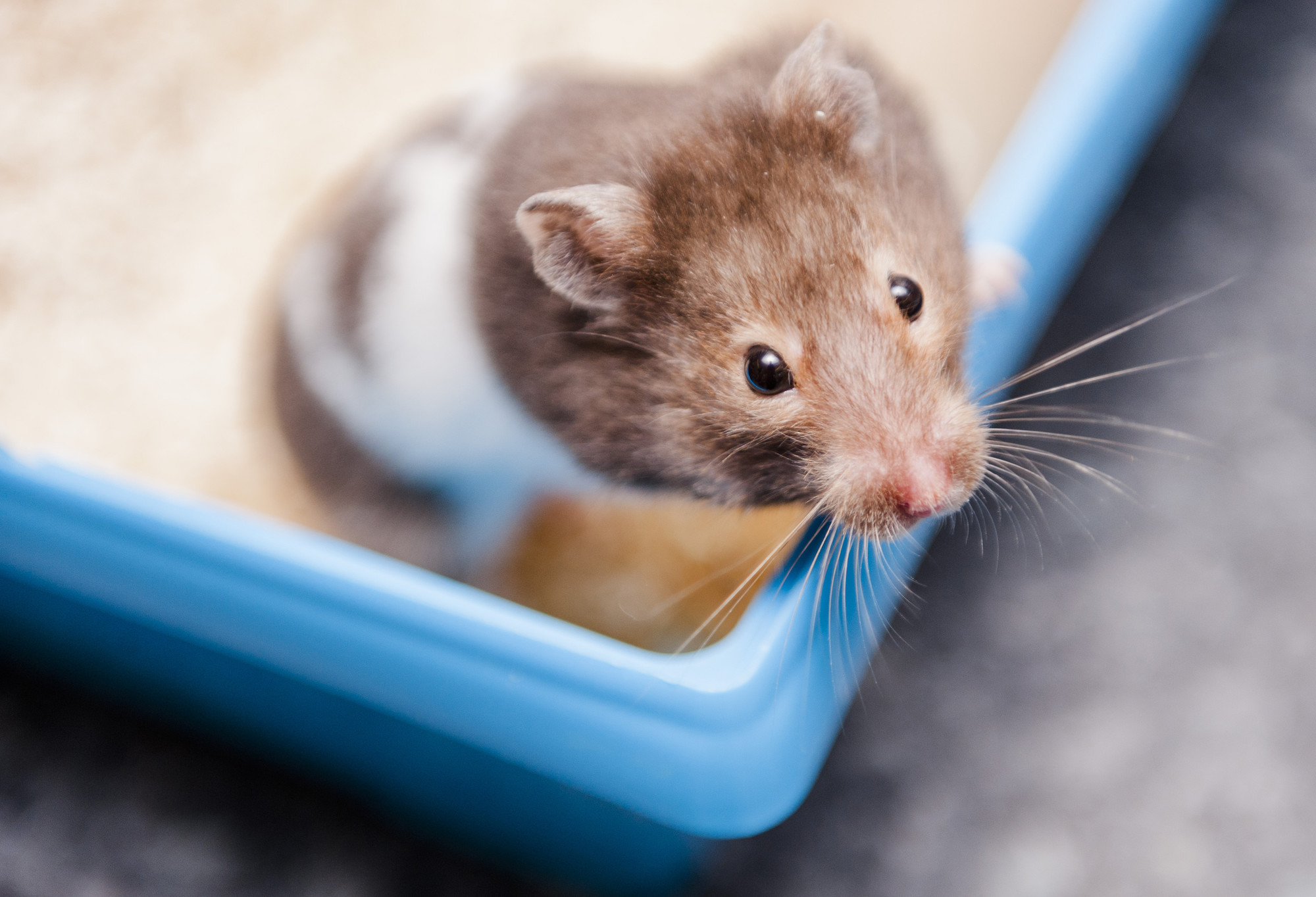 Hamster Wallpapers - Syrian Hamster - HD Wallpaper 