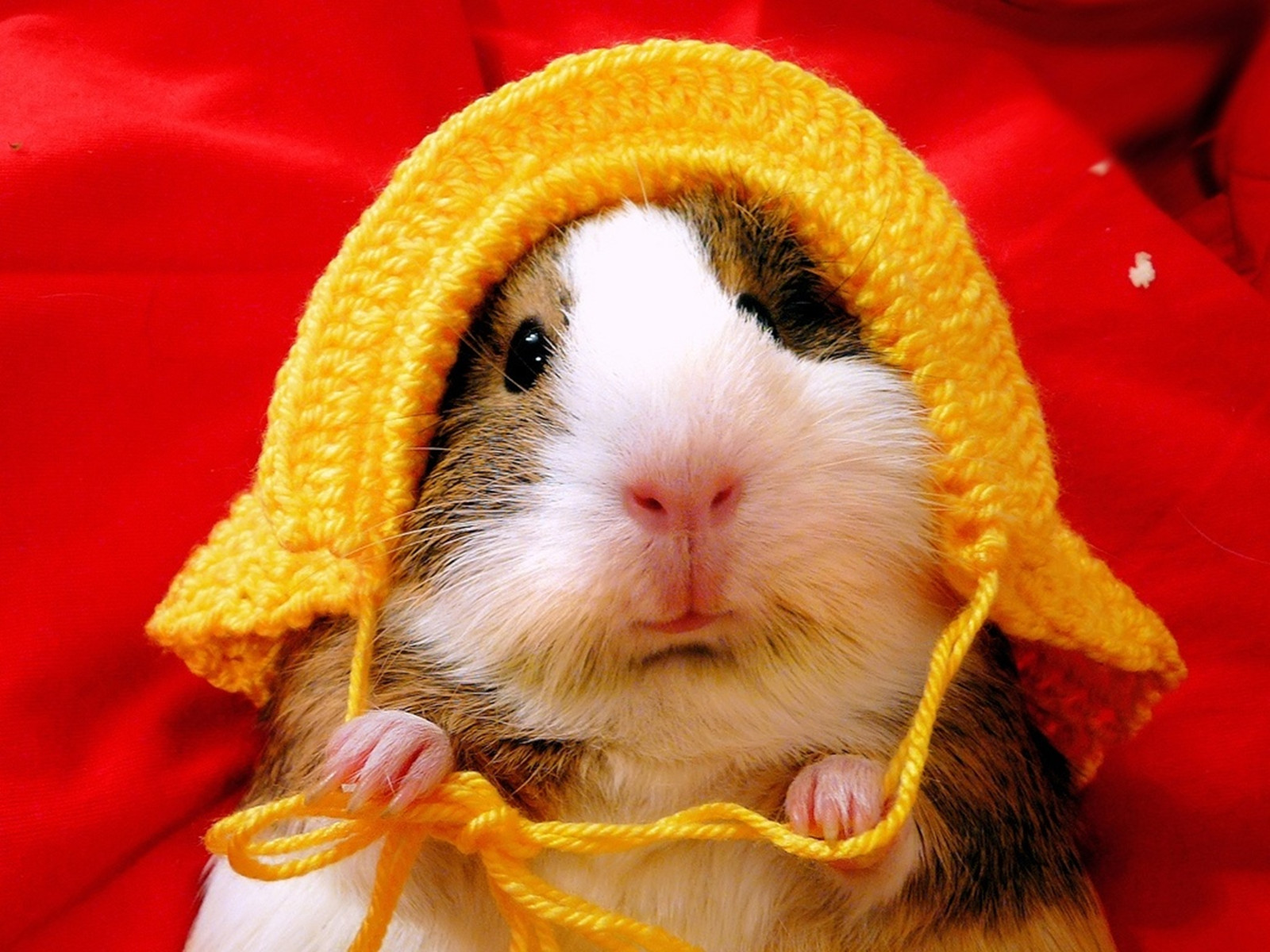 Funny Hamster With Woolen Cap - Cute Animal Cold - HD Wallpaper 