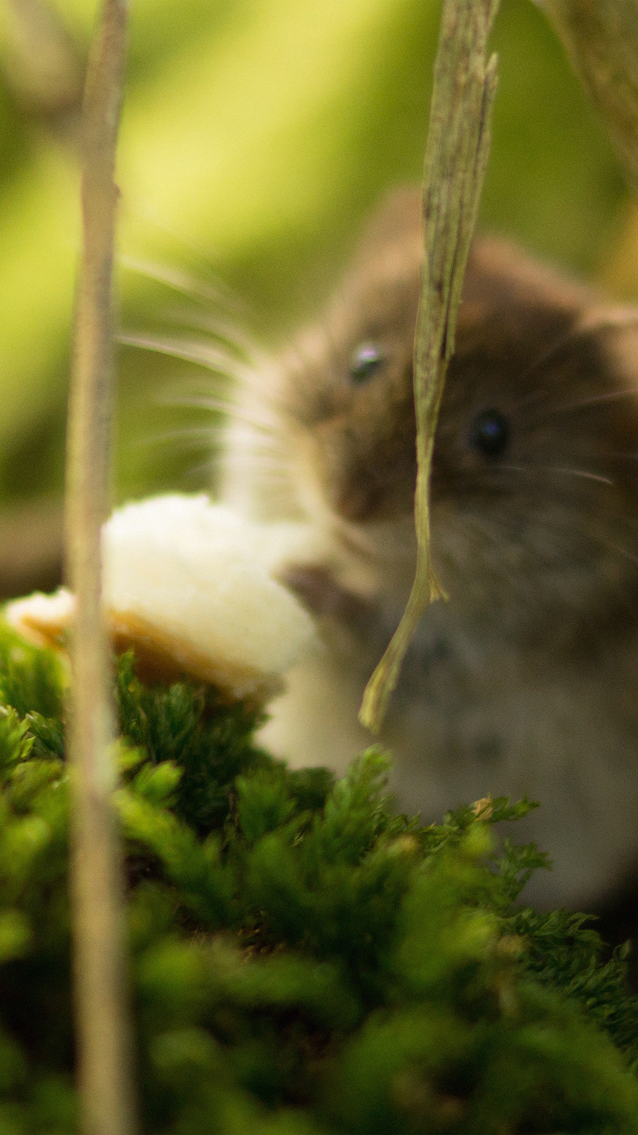 Hamster Gifts - HD Wallpaper 