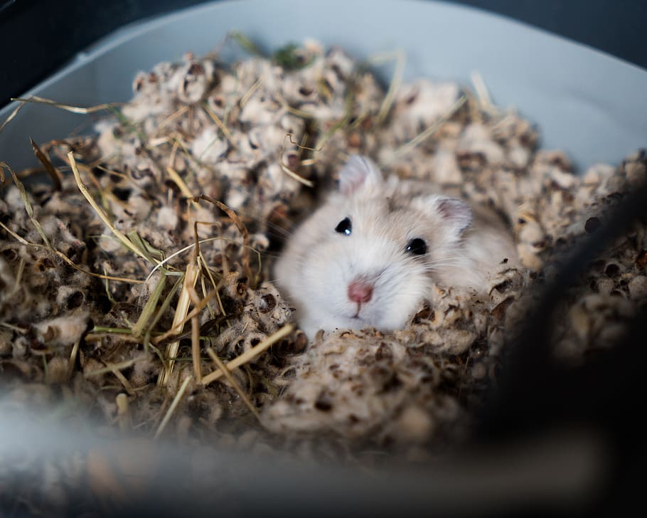 White Rodent On Cage, Pet, Hamster, Mammal, Animal, - Hamster Eat - HD Wallpaper 