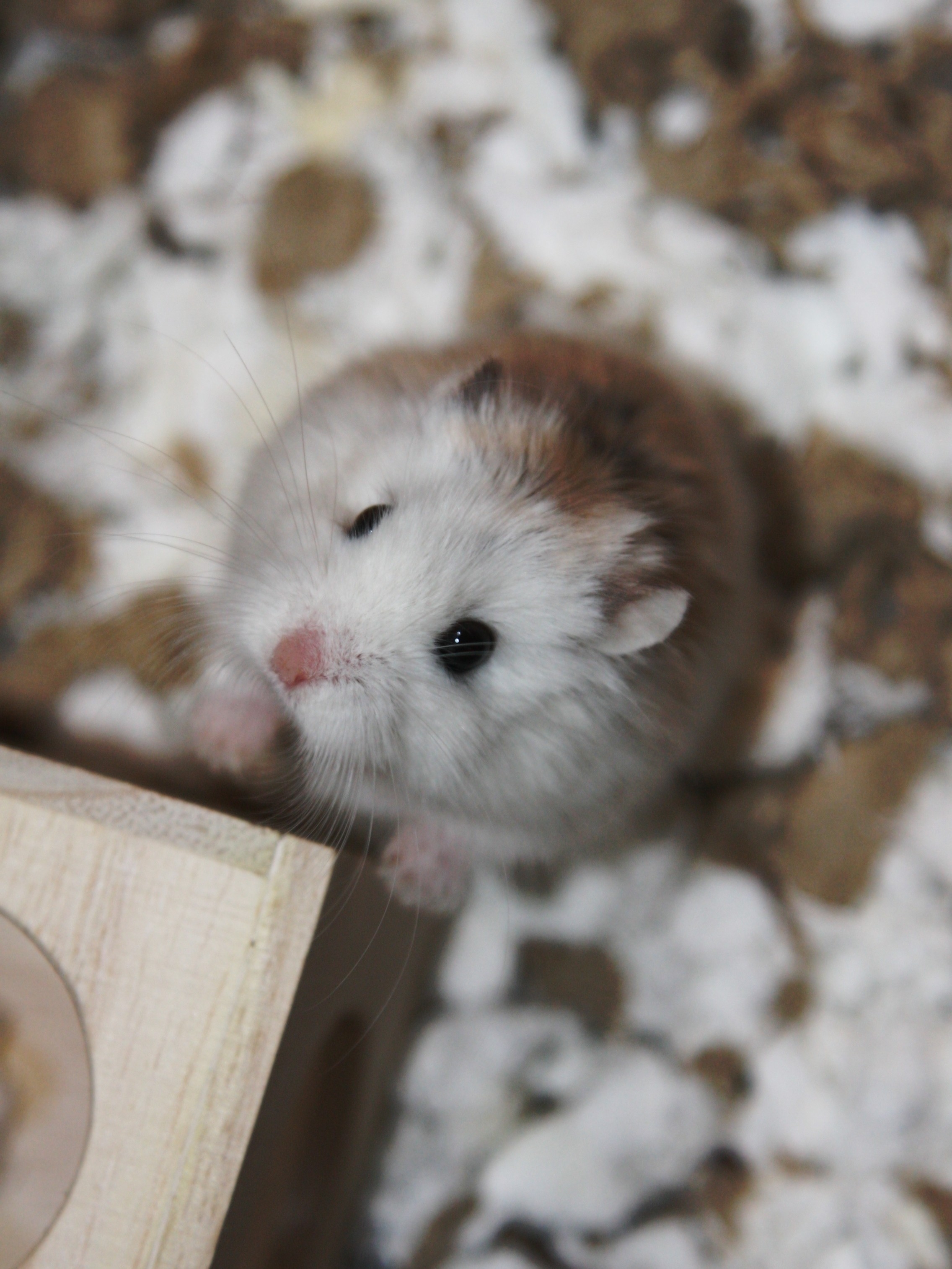 480 X 360 Pixels Hamster - HD Wallpaper 