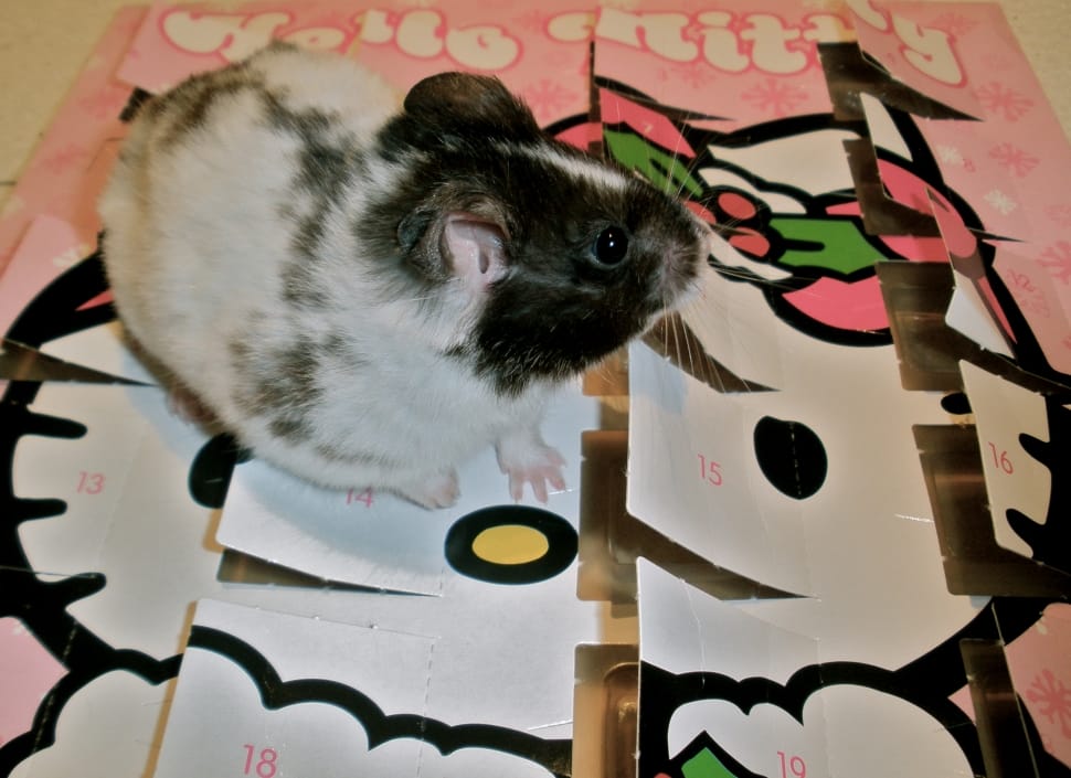 White And Black Hamster Preview - Rat - HD Wallpaper 