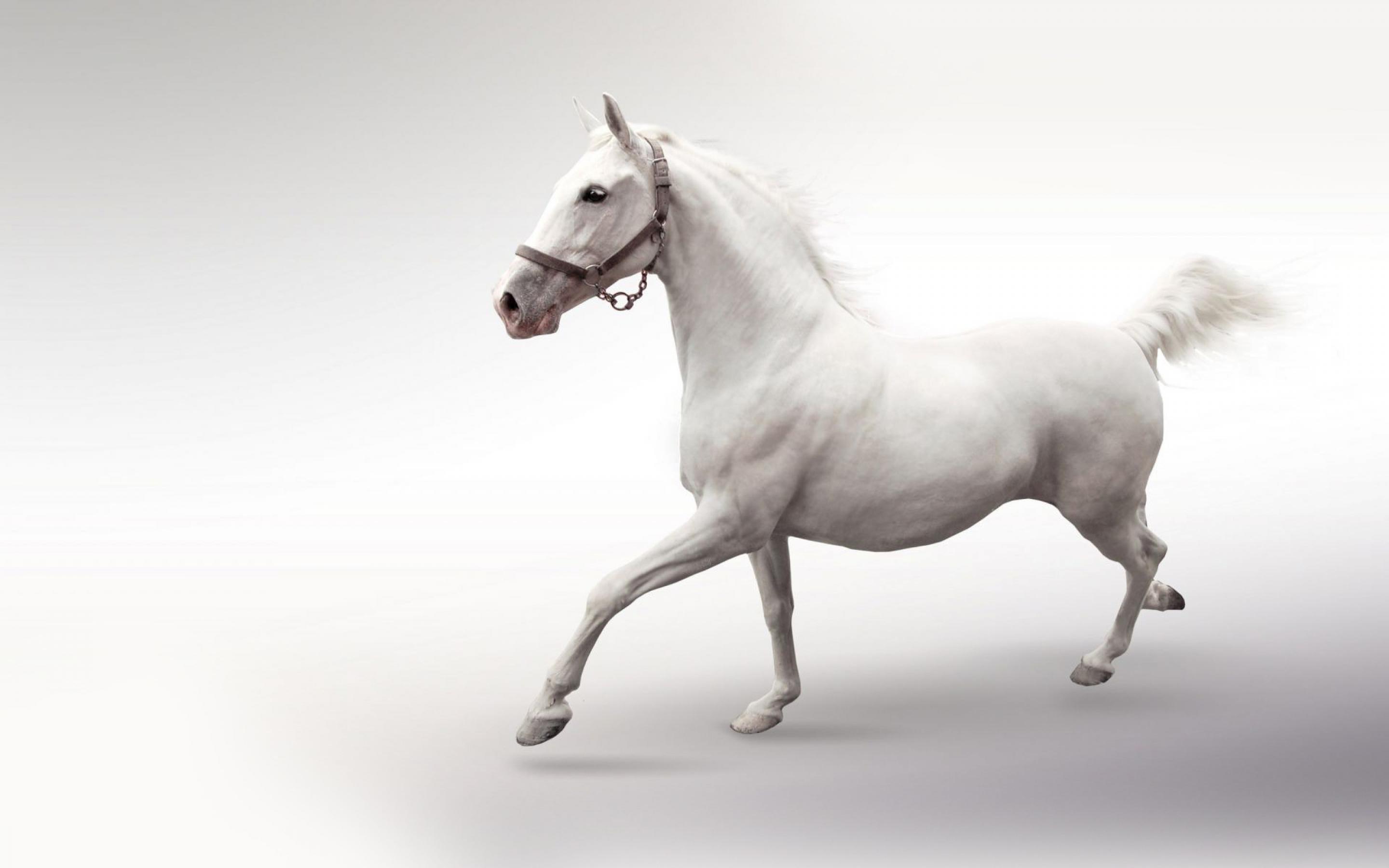 Black Horse White Background Hd - HD Wallpaper 
