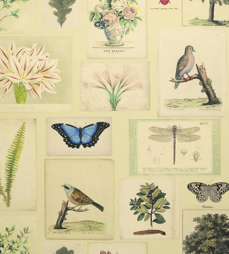 John Derian Flora And Fauna - HD Wallpaper 