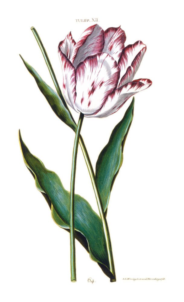 Tulip - HD Wallpaper 