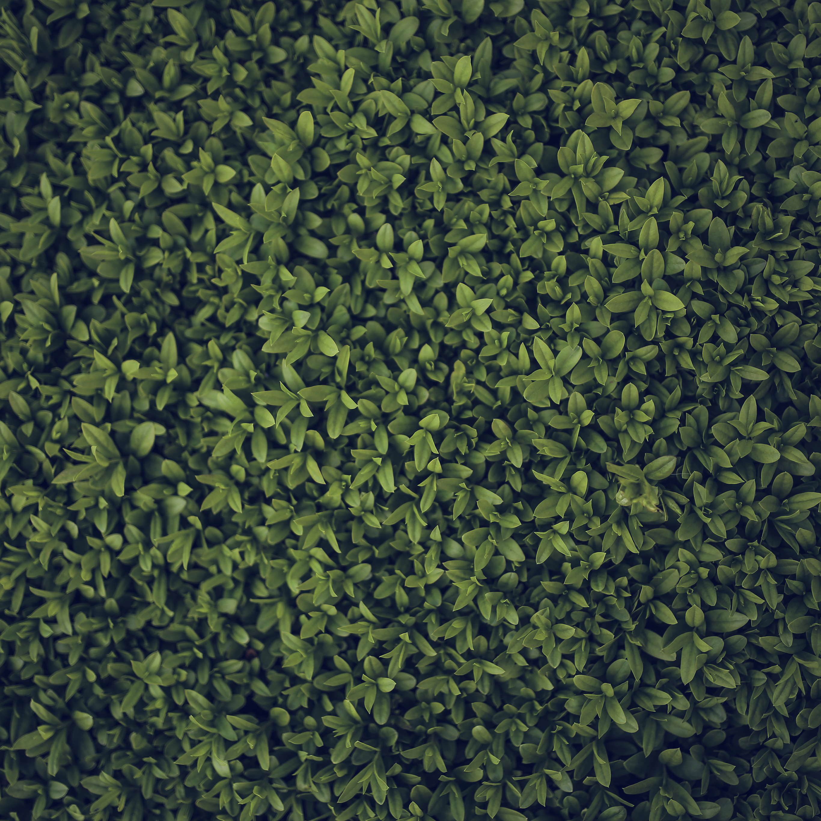 Grass Hd Wallpaper For Iphone 8 - HD Wallpaper 