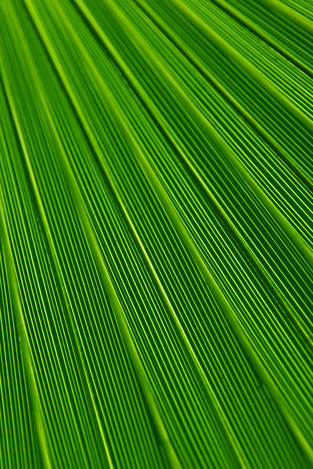 Palm Leaf Texture - HD Wallpaper 