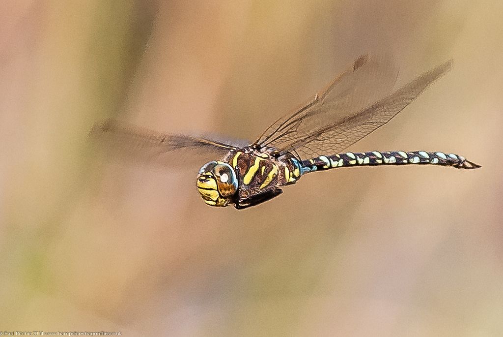 Aeshna Juncea - Hawker Dragonflies - HD Wallpaper 