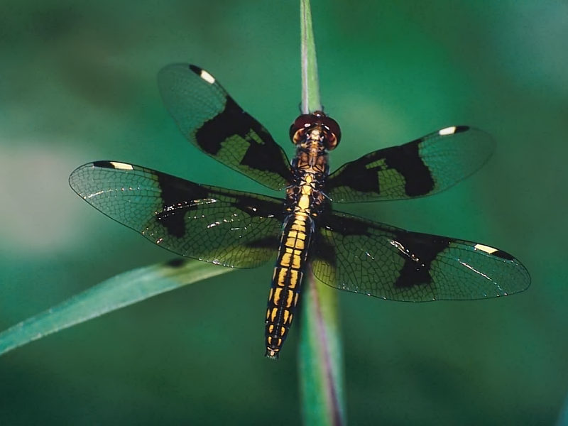 Hawker Dragonflies - HD Wallpaper 