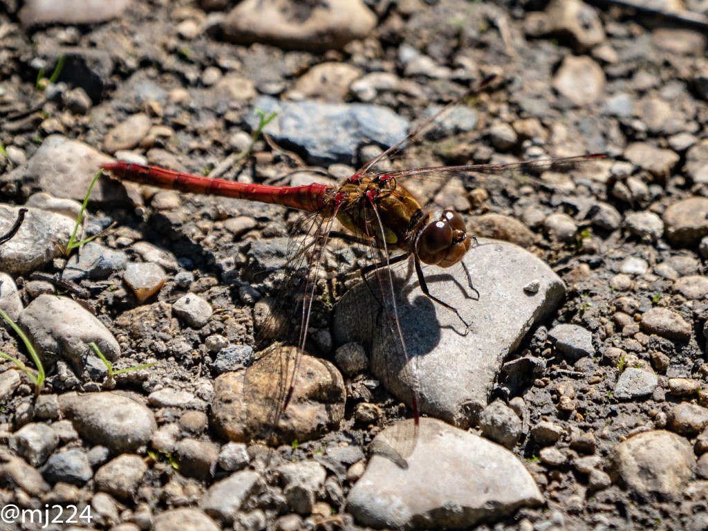 Net-winged Insects - HD Wallpaper 