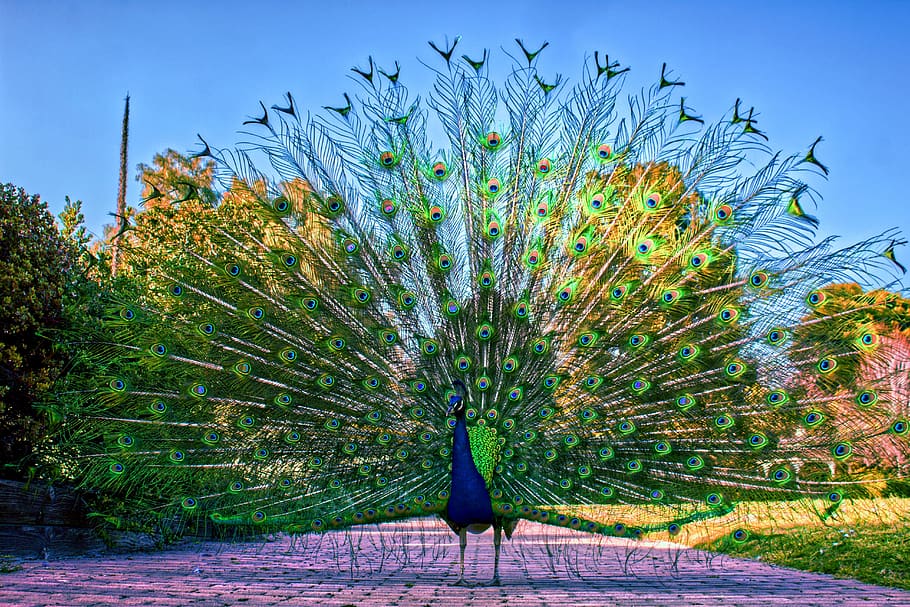 Peacock, Peafowl, Bird, Pattern, Plumage, Wildlife, - Peafowl - HD Wallpaper 