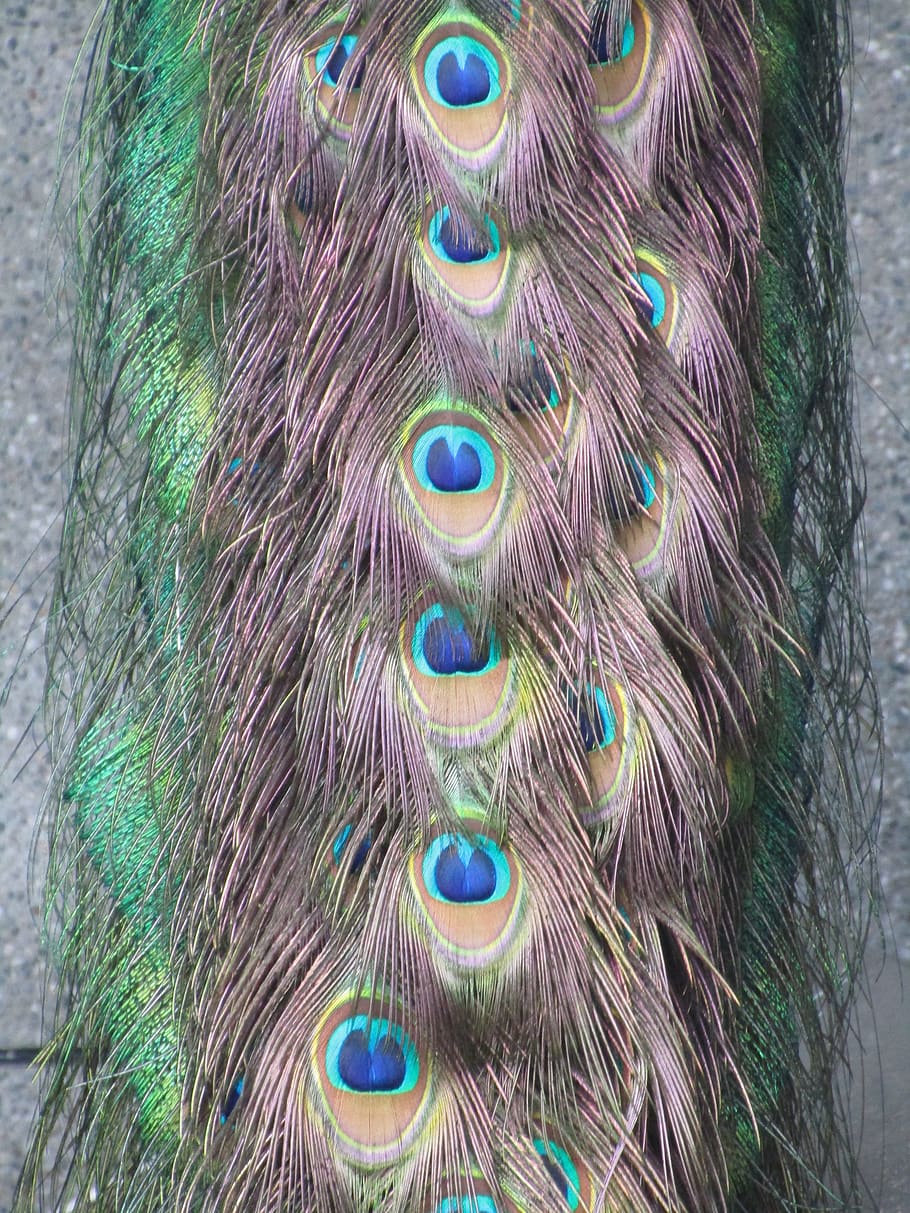 Peacock, Bird, Pattern, Peacock Feather, Multi Colored, - Peafowl - HD Wallpaper 