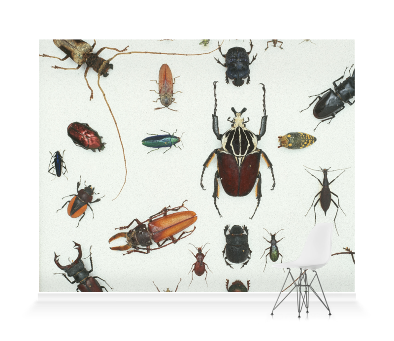 Beetle Various - HD Wallpaper 