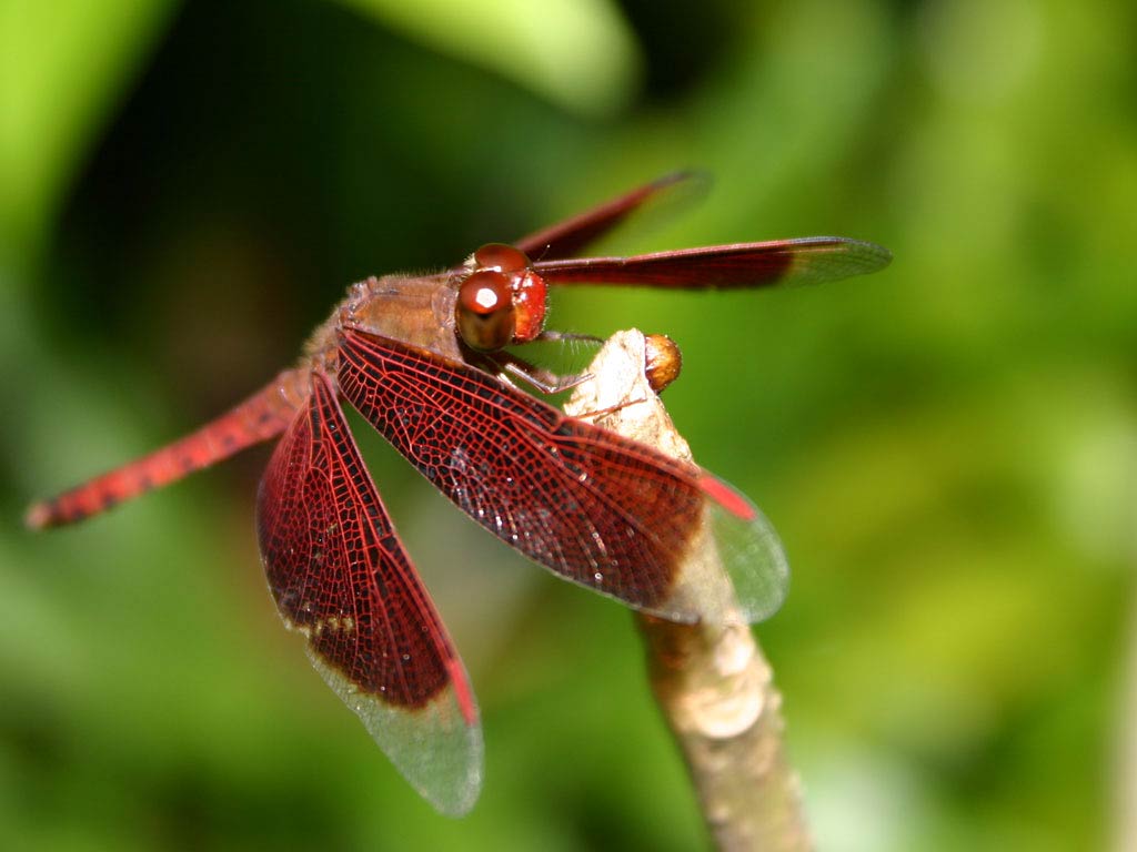 Dragonfly-wallpapers - Red Dragonfly - HD Wallpaper 
