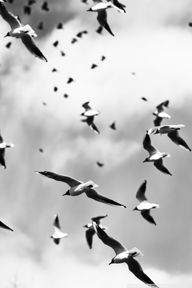 Black White Bird Iphone - HD Wallpaper 