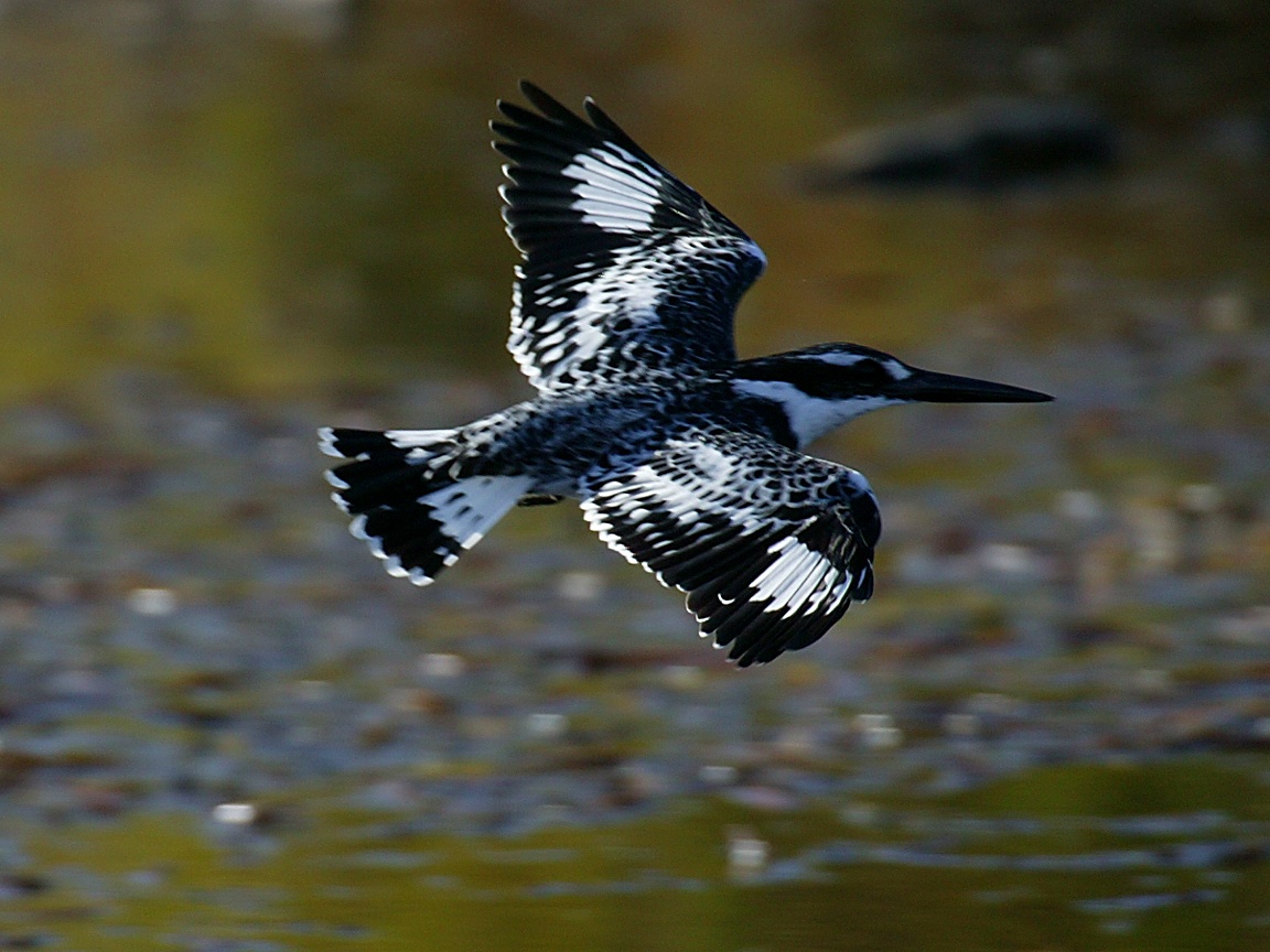 Pied Kingfisher - HD Wallpaper 