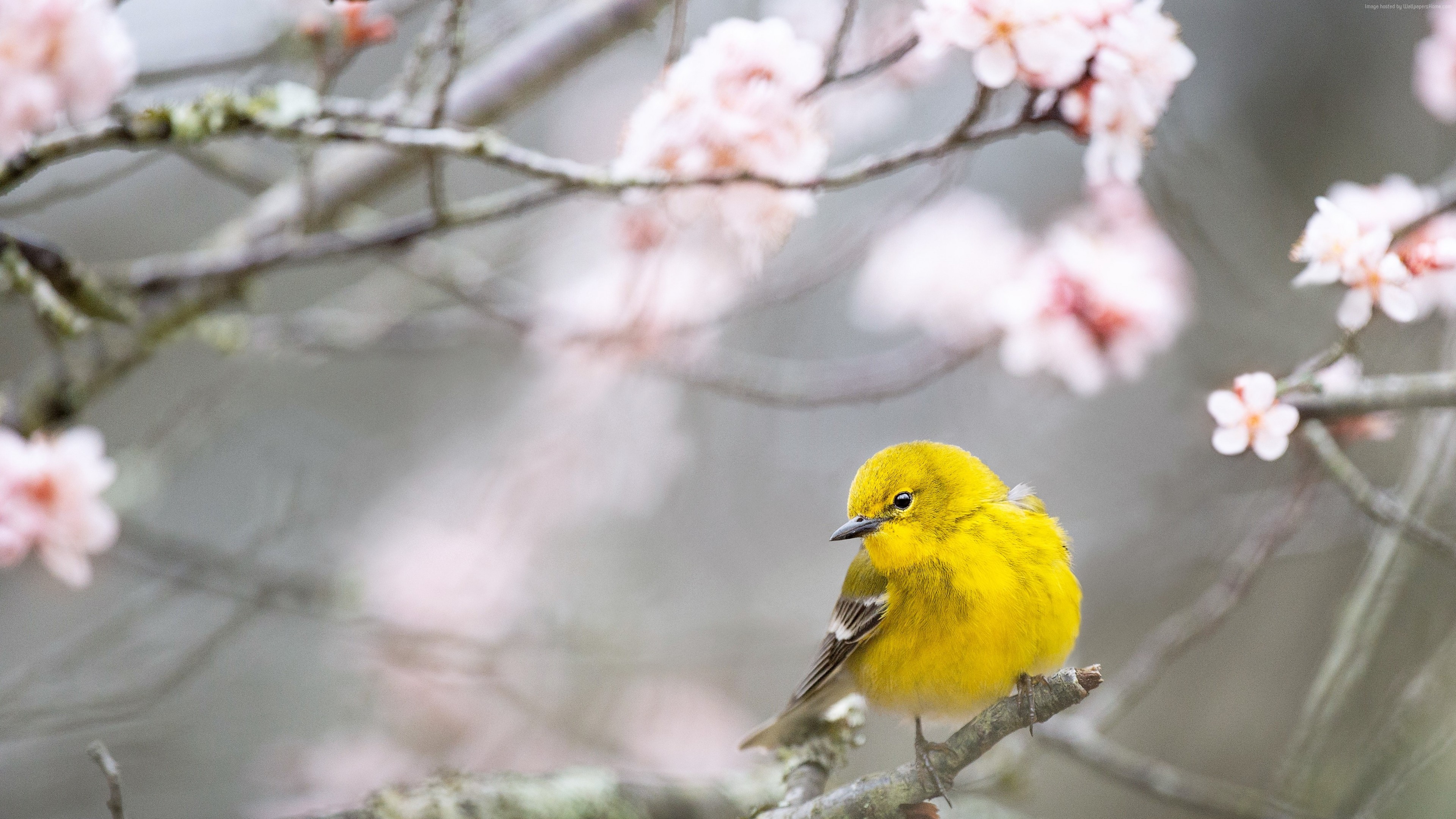 Wallpaper Pine Warbler, Bird, Yellow, 4k, Animals - Hd Wallpapers Of Beautiful Birds For Pc - HD Wallpaper 