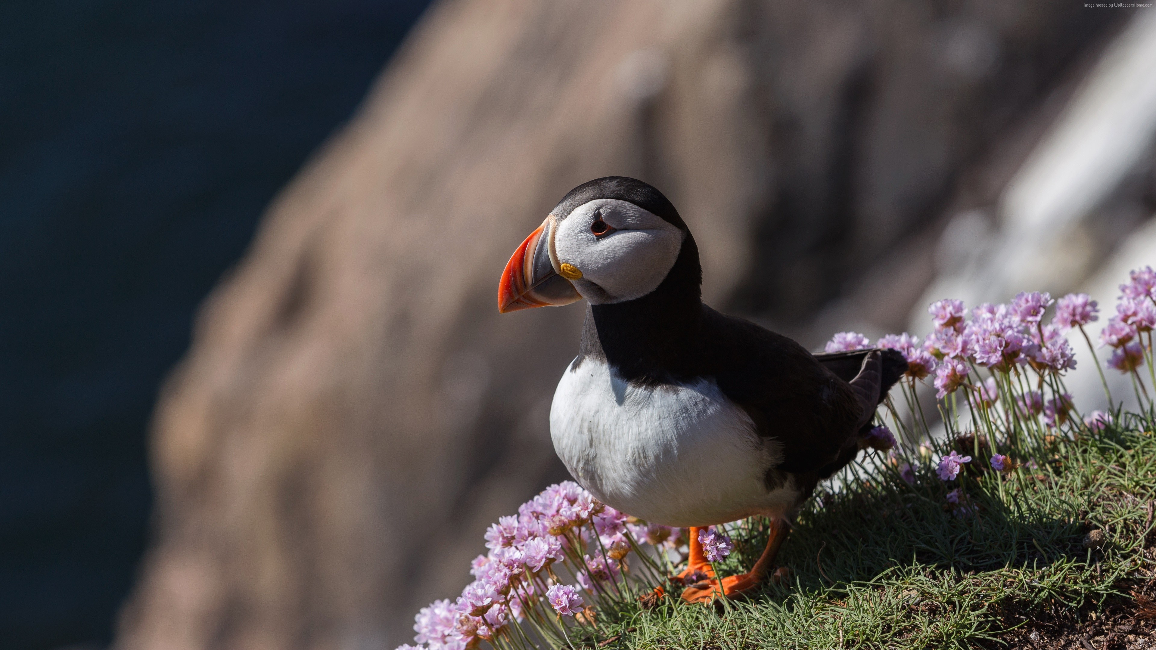 Wallpaper Puffin, Bird, 4k, Animals 
 Data Src New - Puffin 4k - HD Wallpaper 