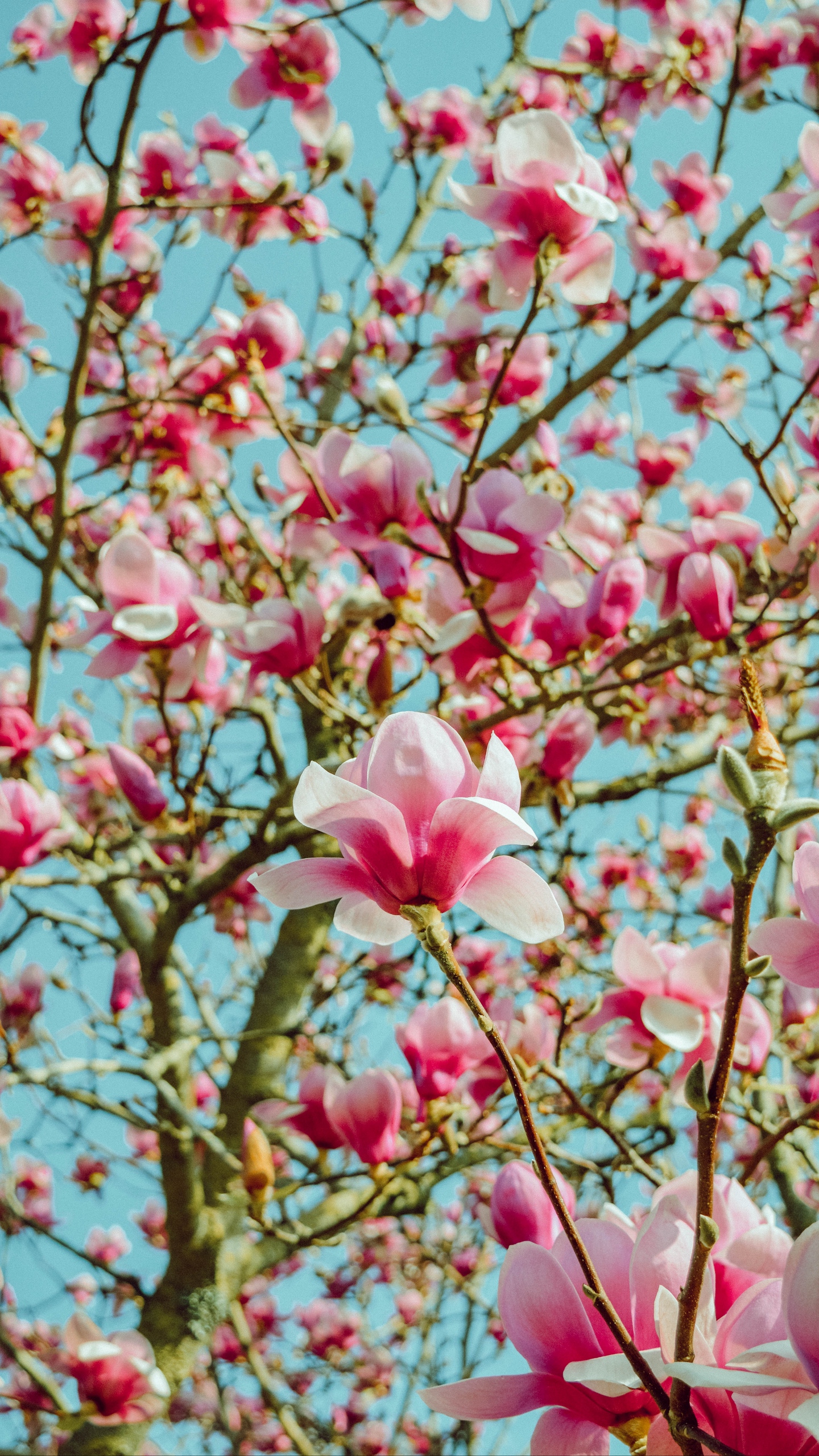 Wallpaper Magnolia, Flowers, Pink, Tree, Bloom - Wallpaper - HD Wallpaper 